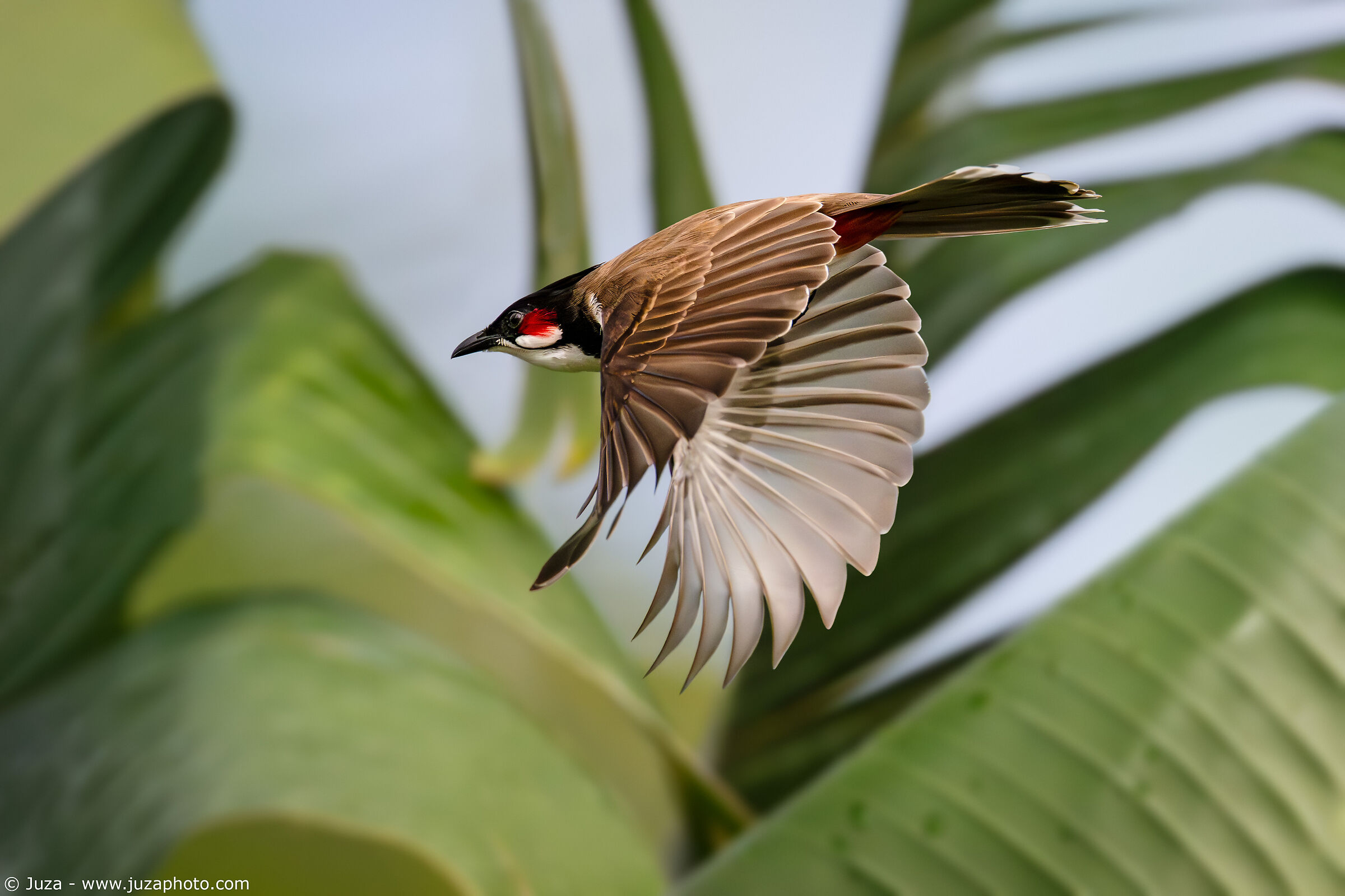 Bulbul in volo (Pycnonotus jocosus)