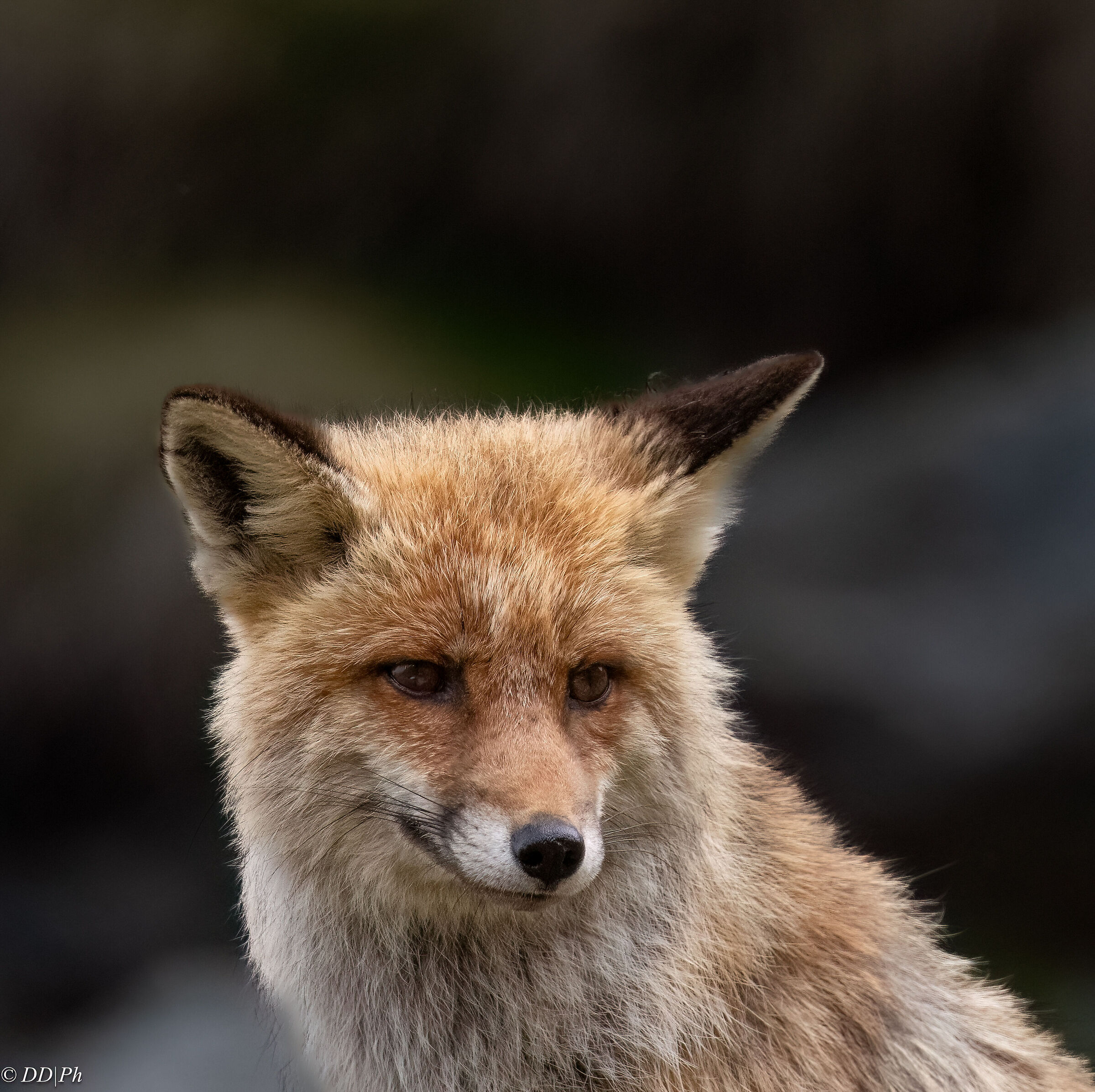Red fox