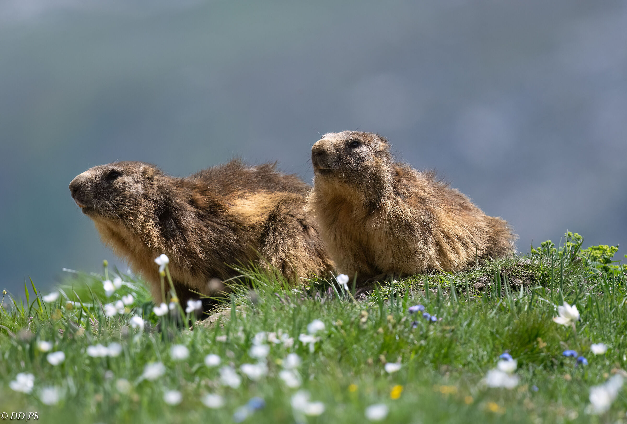 marmotte