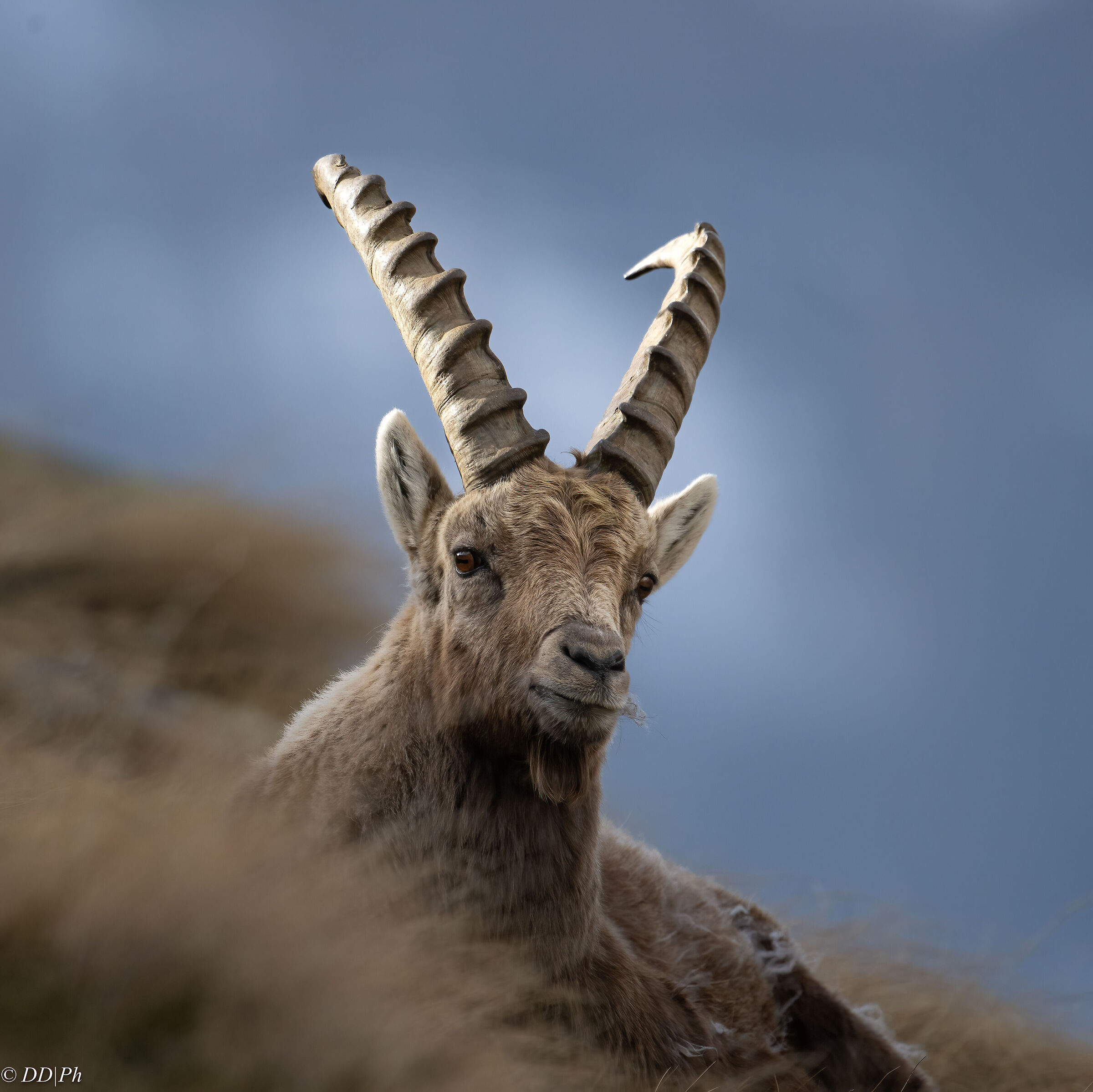 Ibex
