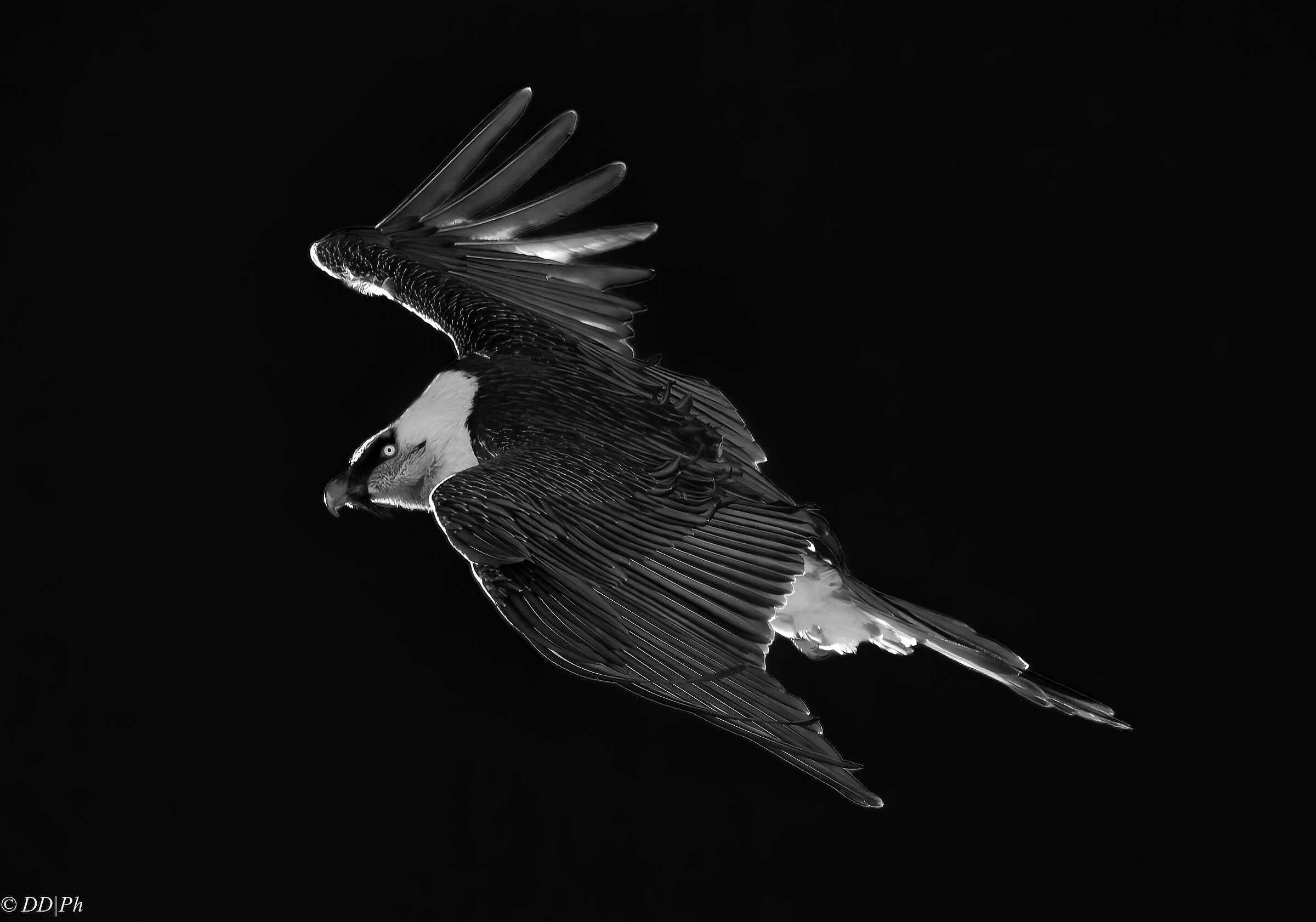 Gypaetus barbatus in the dark