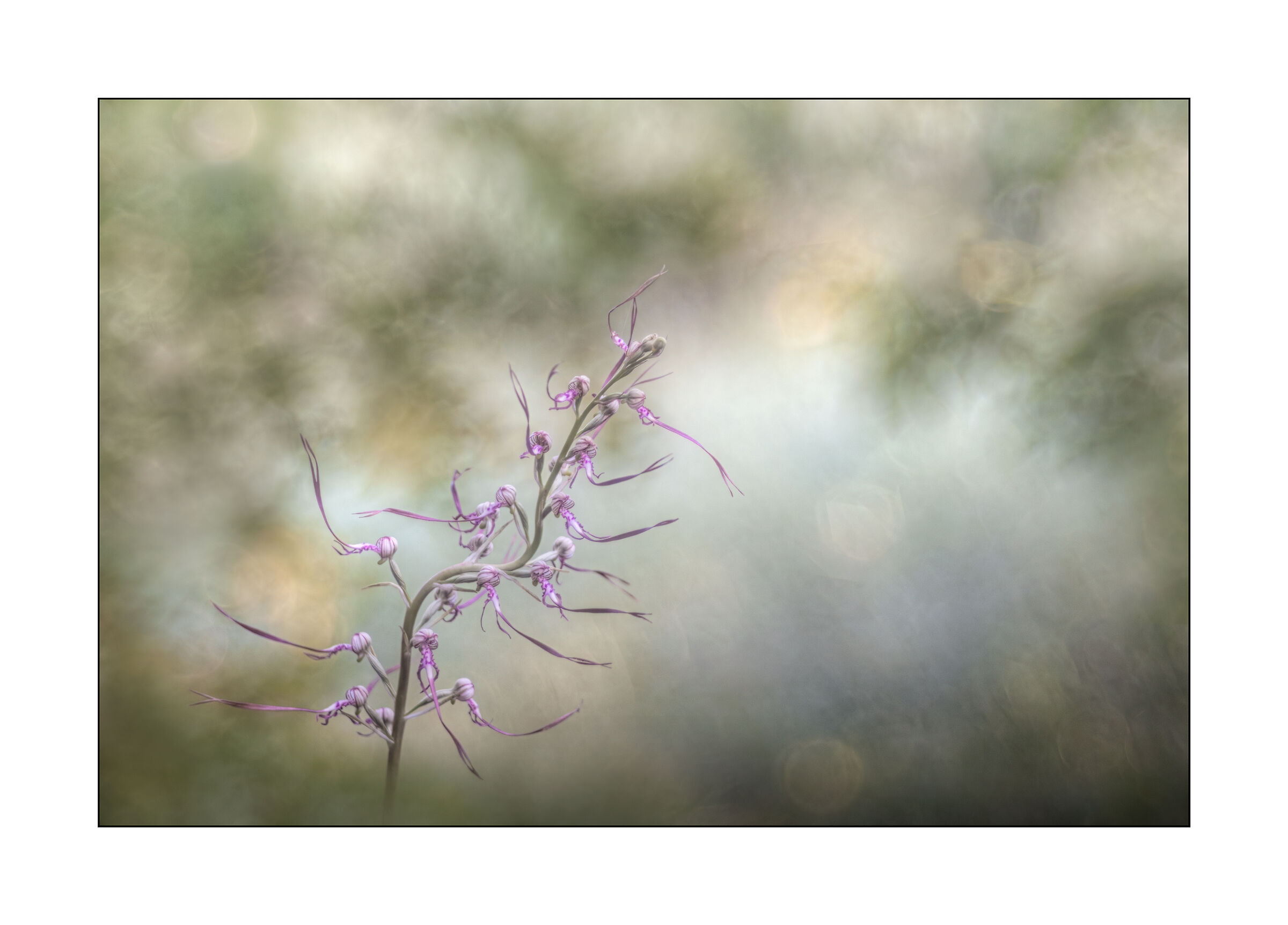 himantoglossum adriaticum