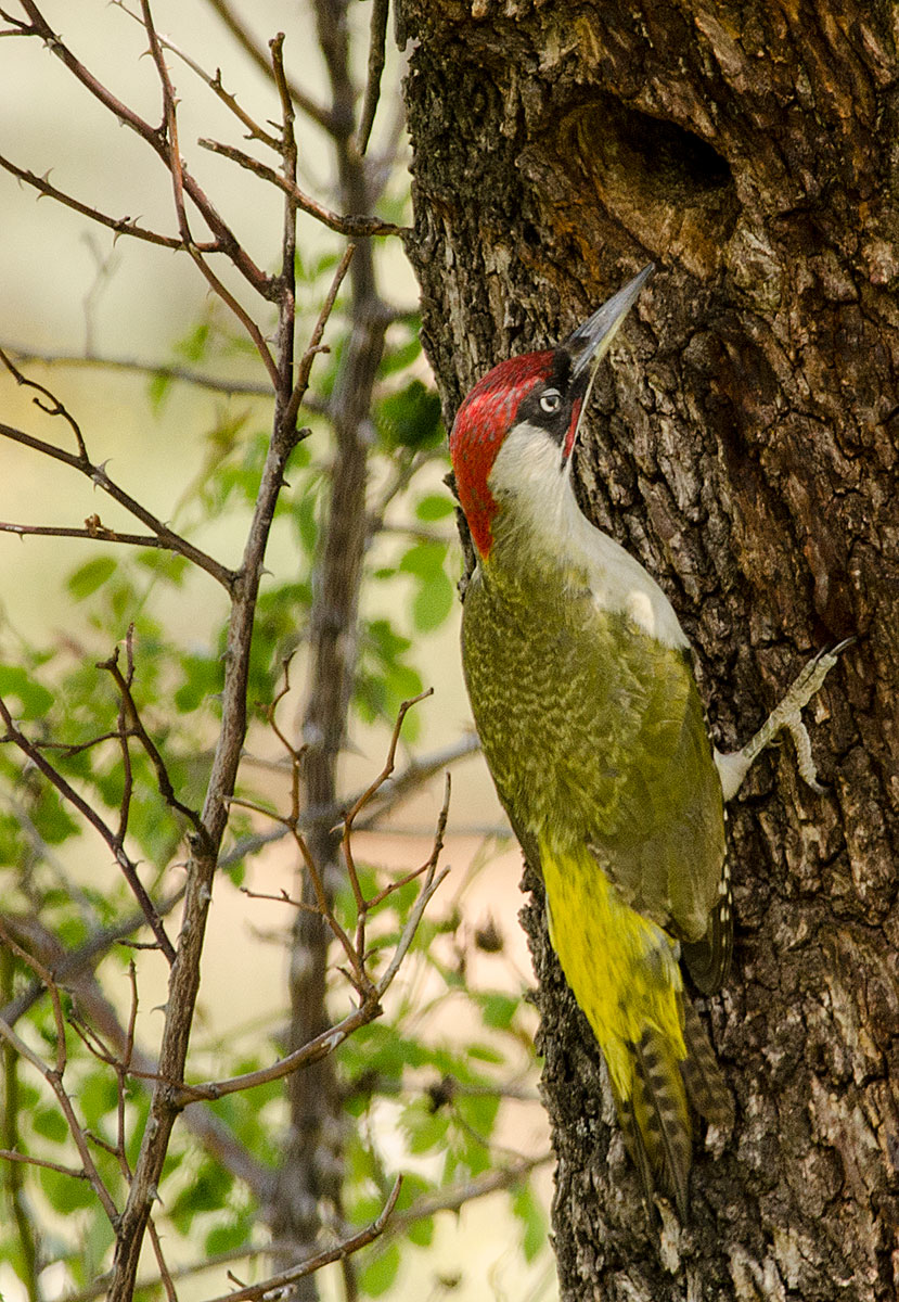 picchio verde maschio