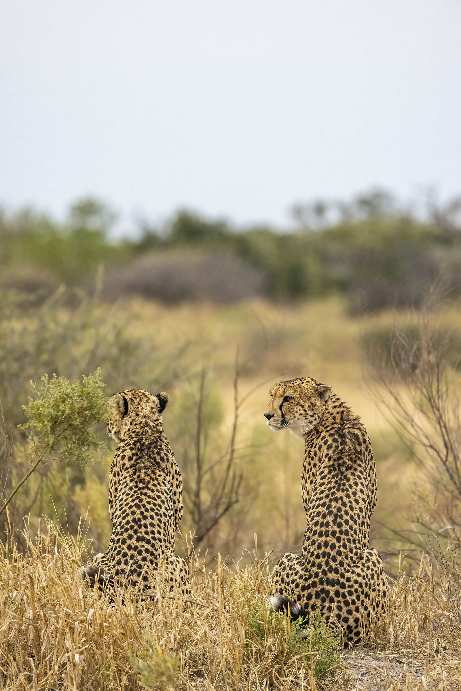 Ghepardi Botswana luglio 2022