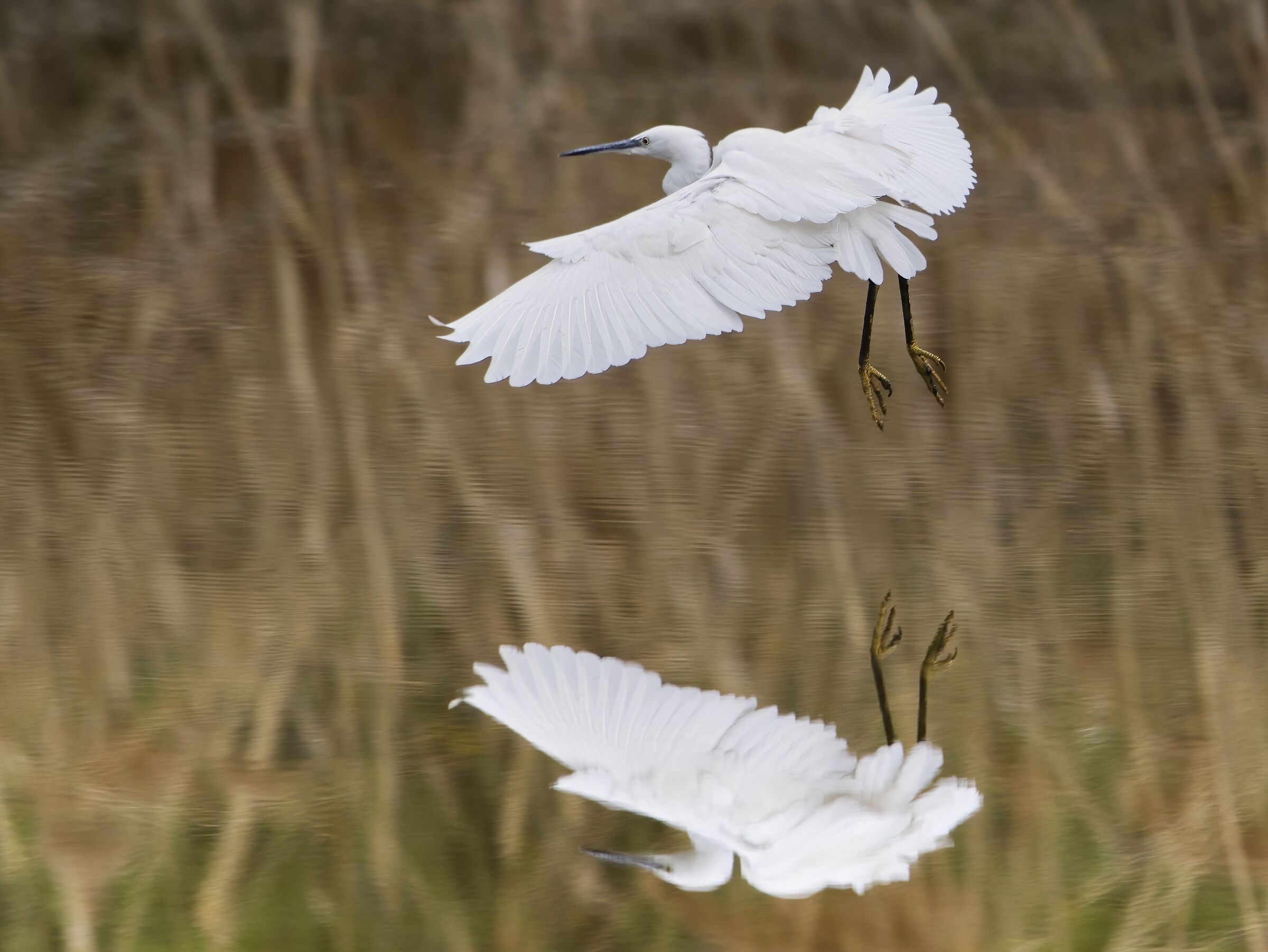 Volo specchiato