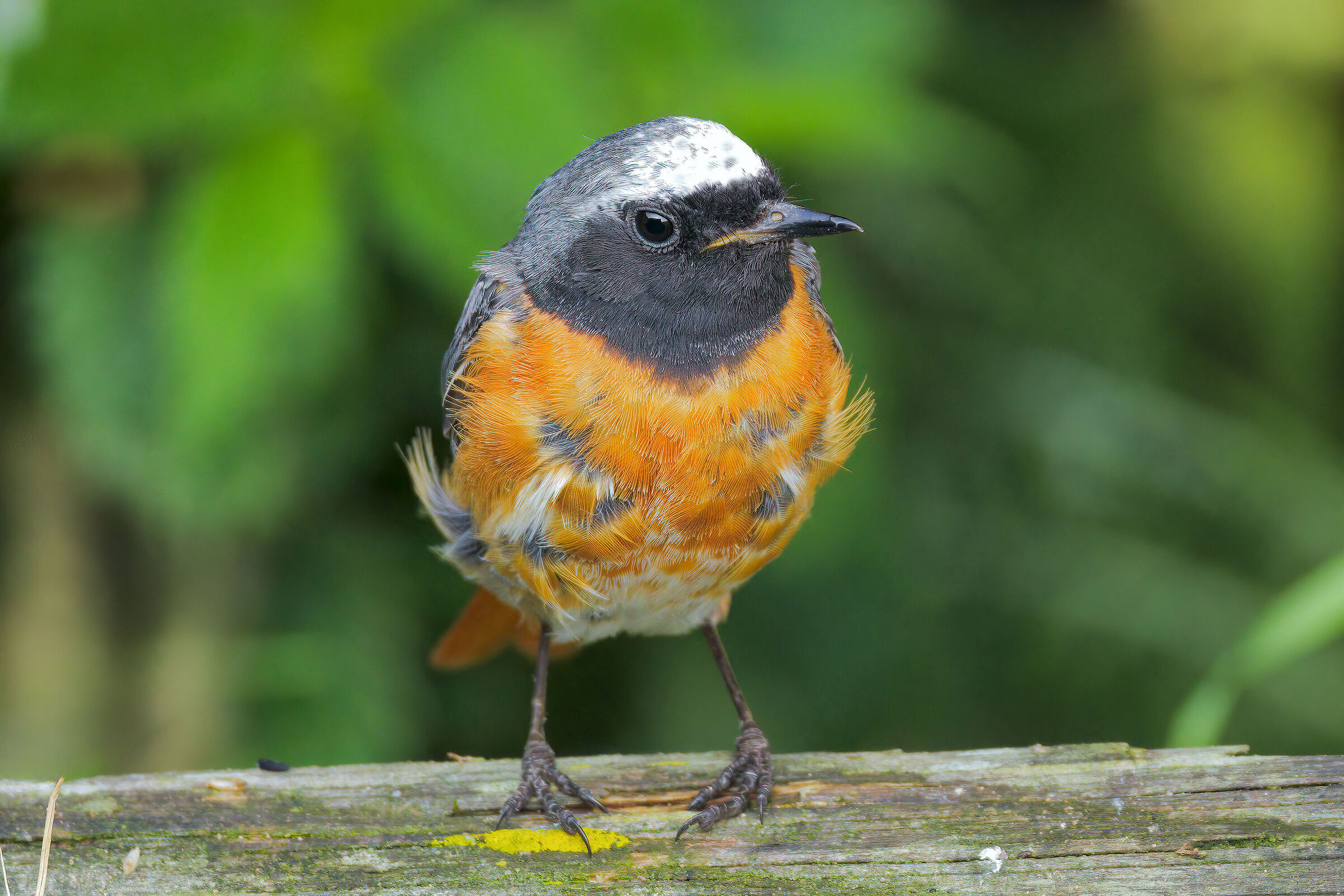 Redstart m