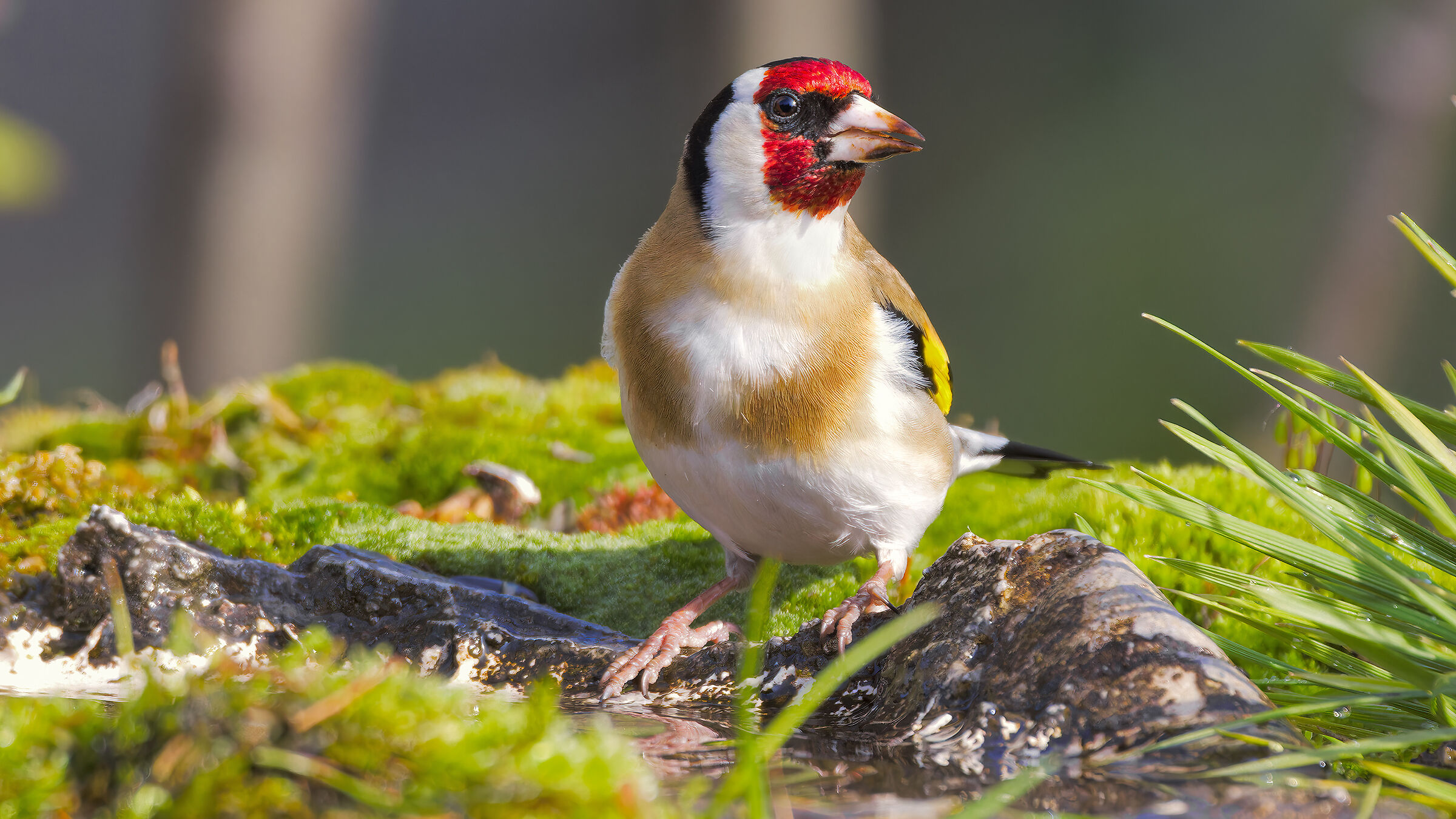 Goldfinch