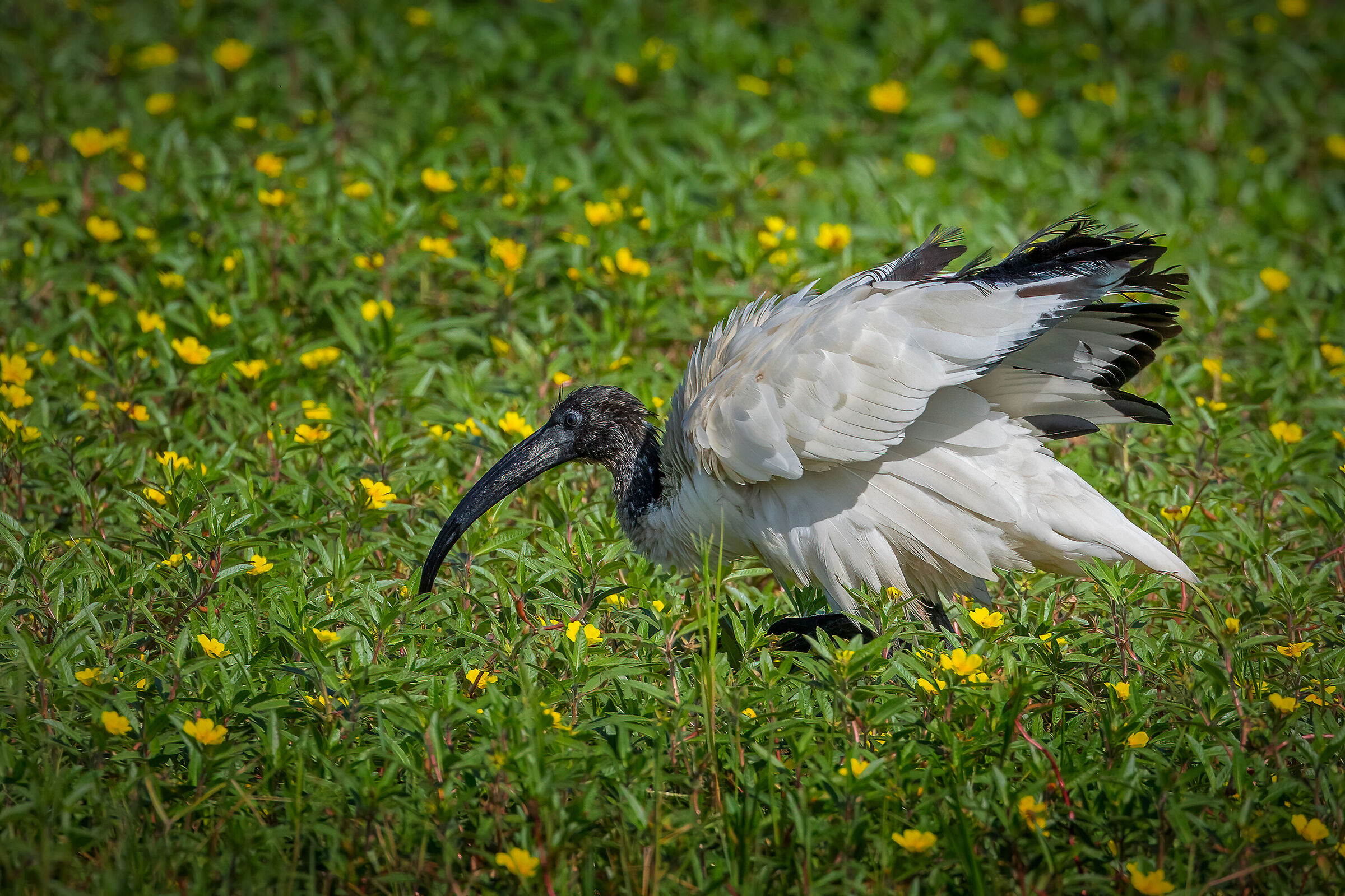 Ibis