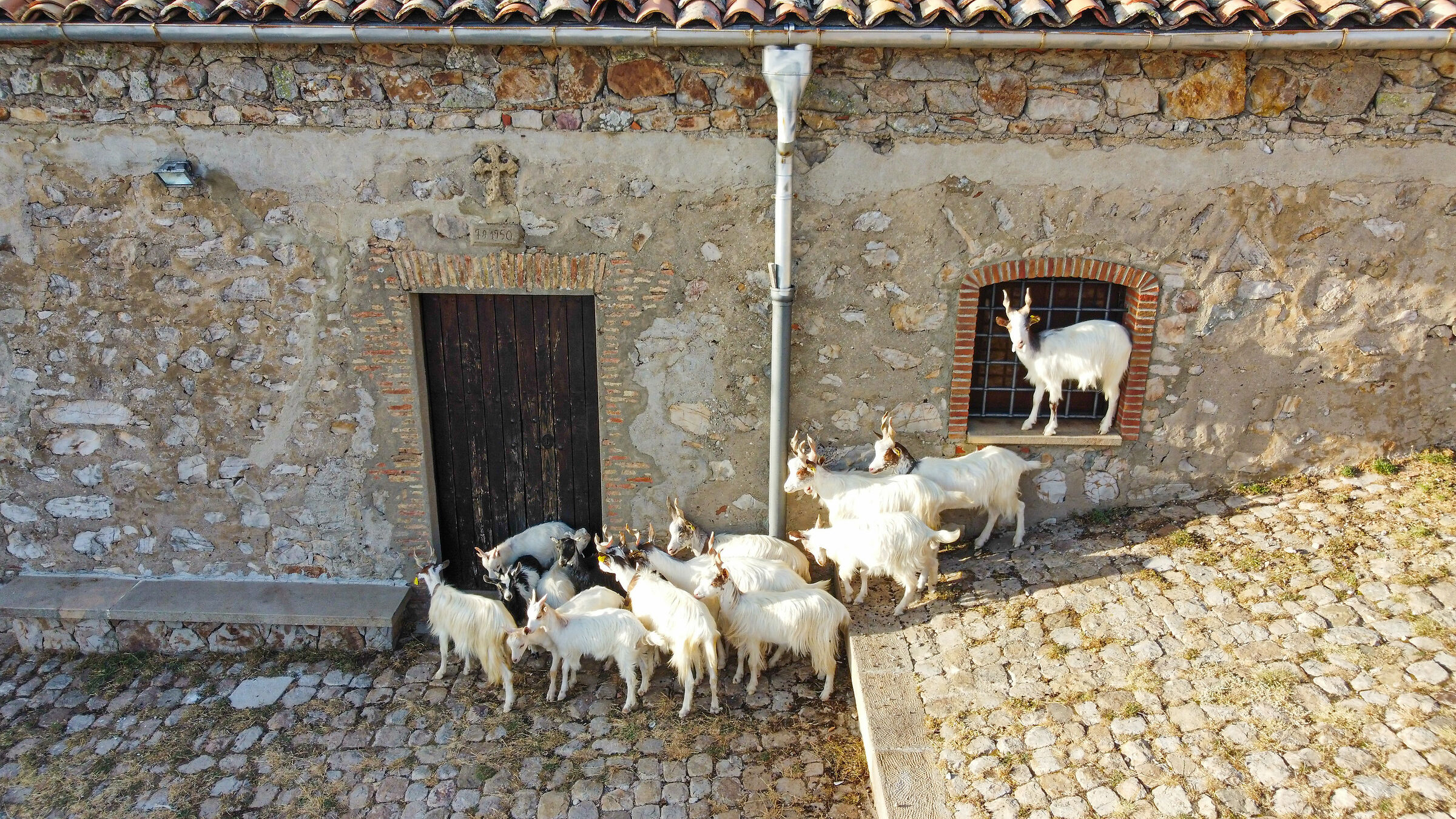 The goats of Monte Alto