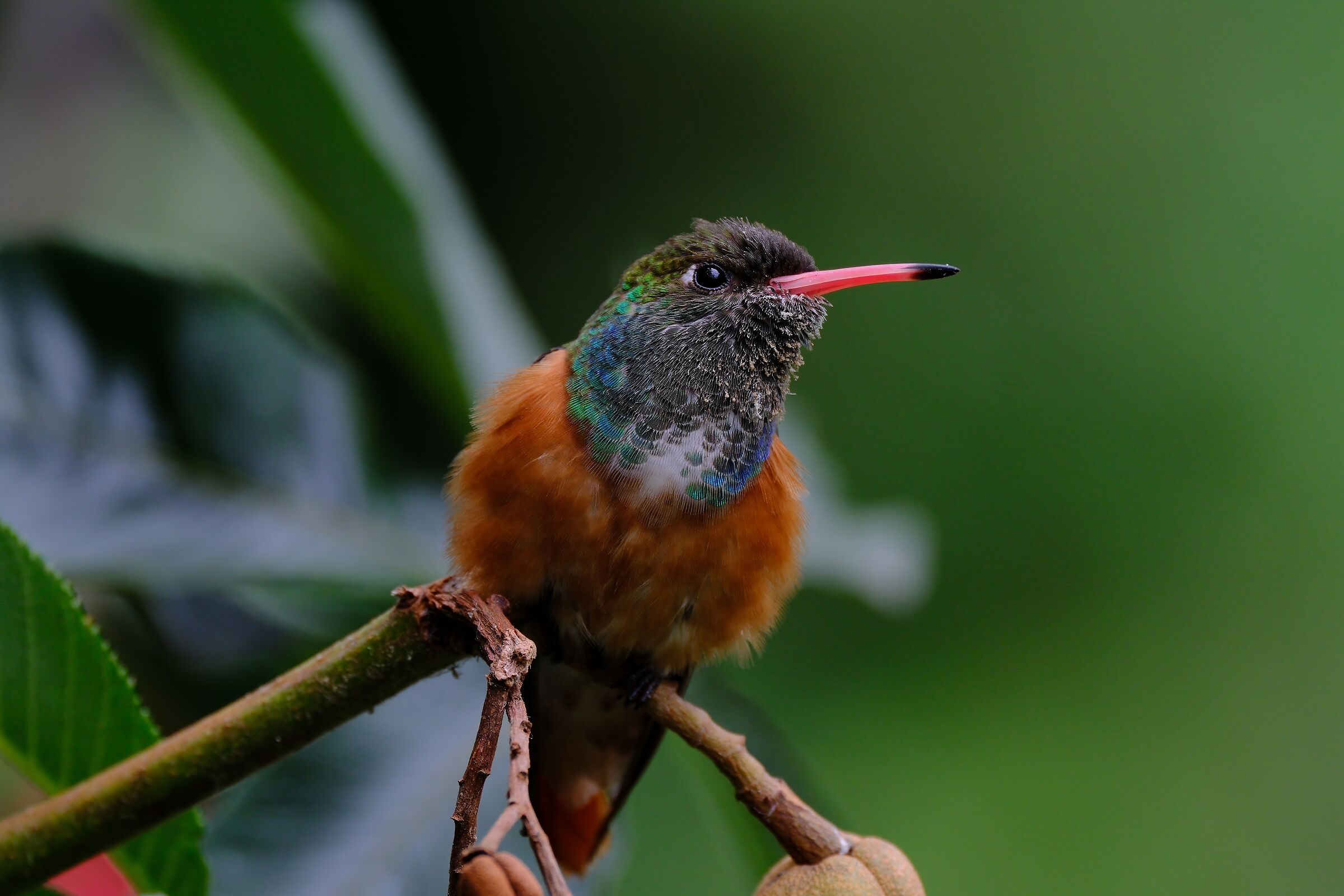Hummingbird...