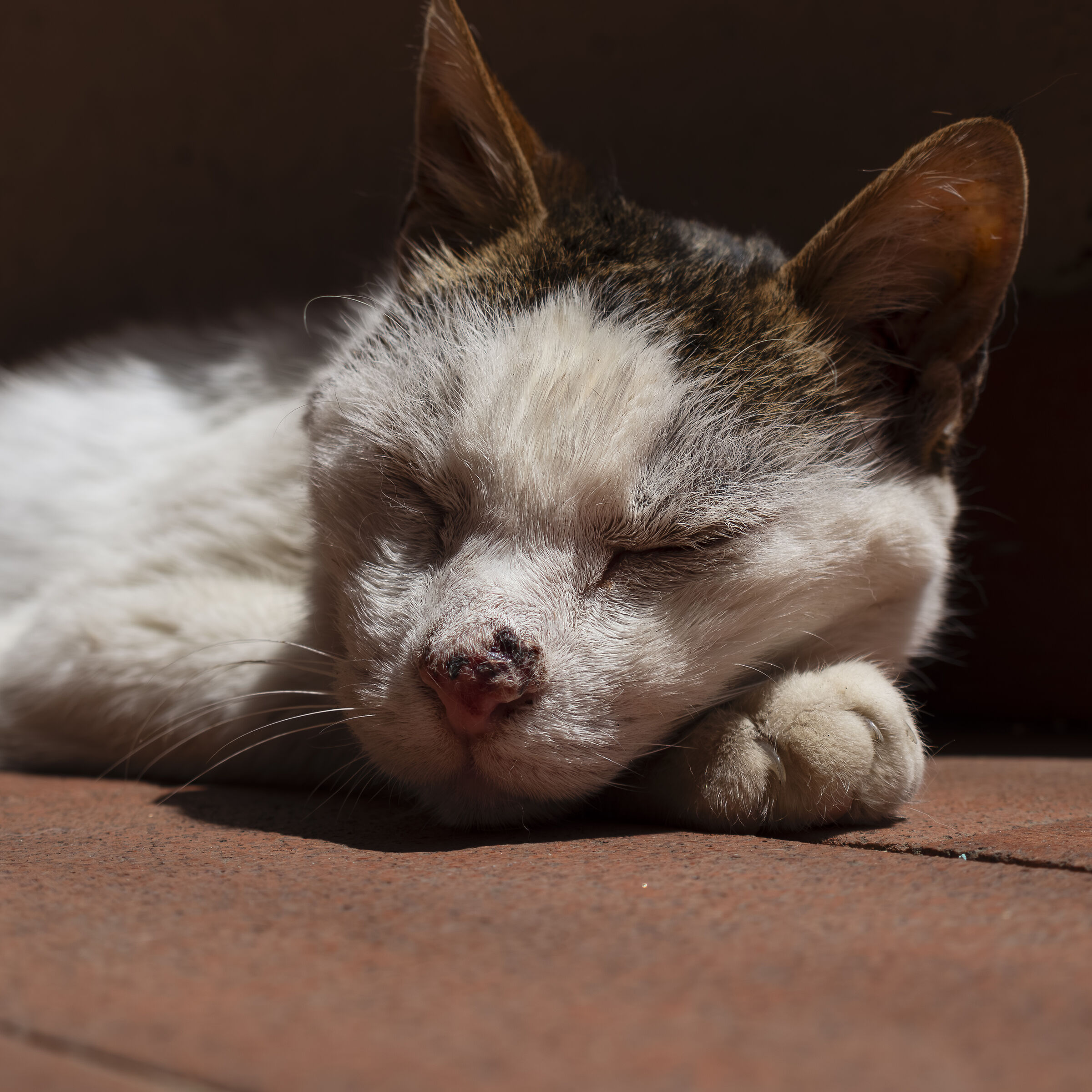 Jolly, 19 anni, danni da battaglia