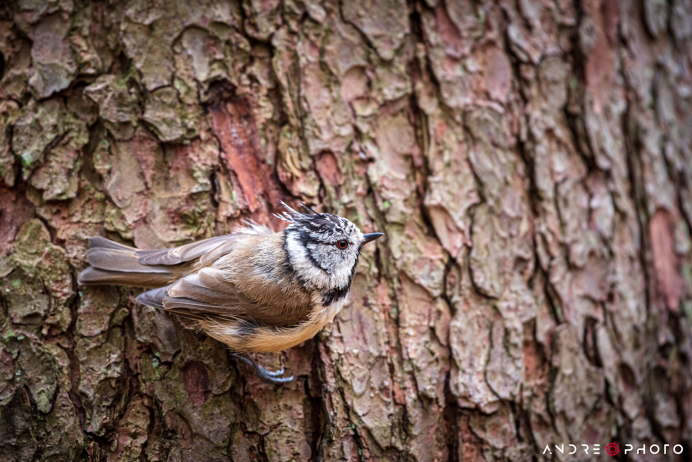 Cincia dal Ciuffo [Lophophanes cristatus]