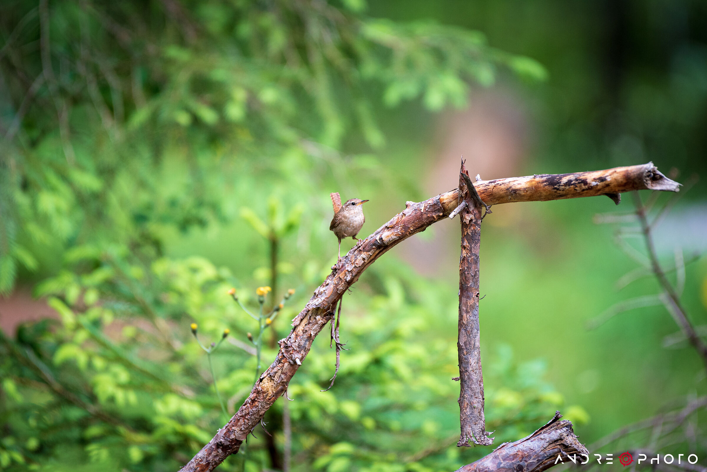 Little Wren [Troglodytes troglodytes]