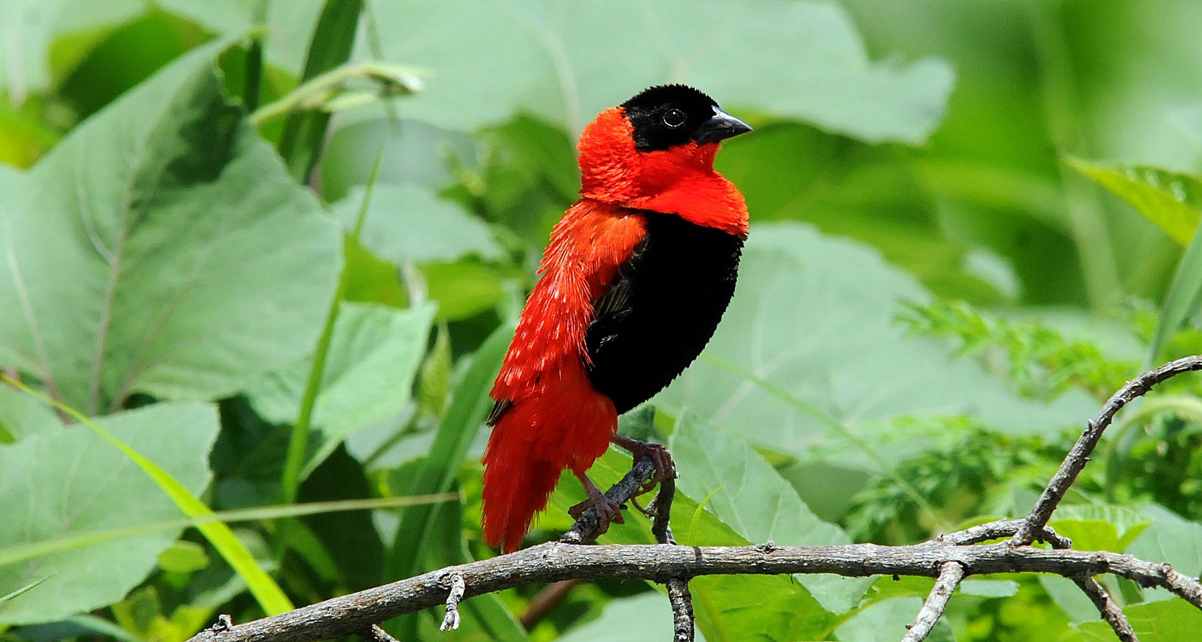 Euplectes franciscanus