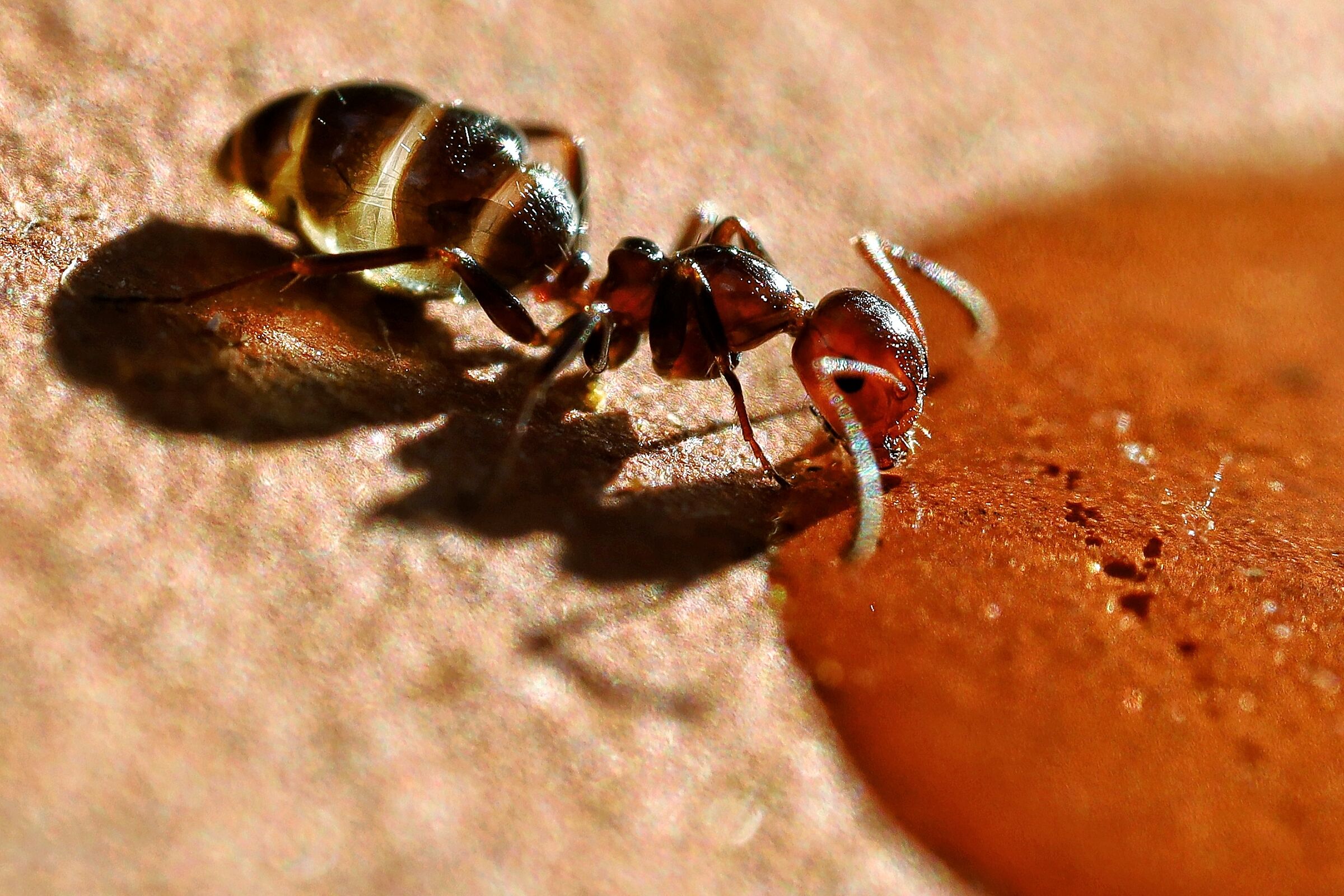 Camponotus lateralis