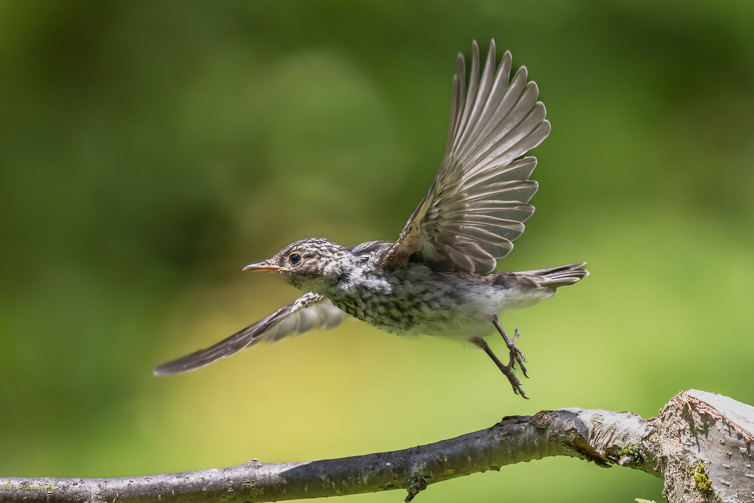 The pullo takes flight