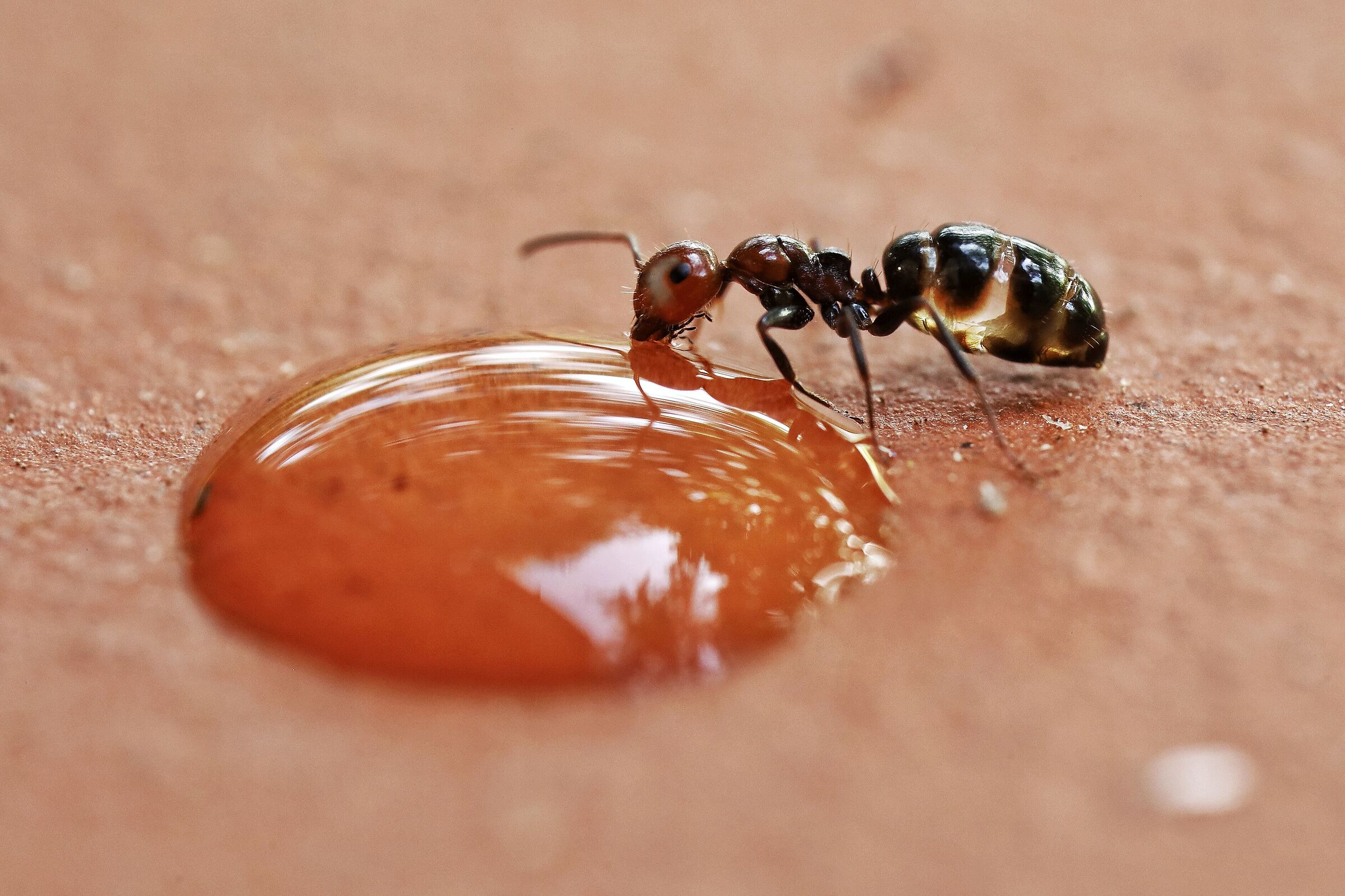 Camponotus lateralis