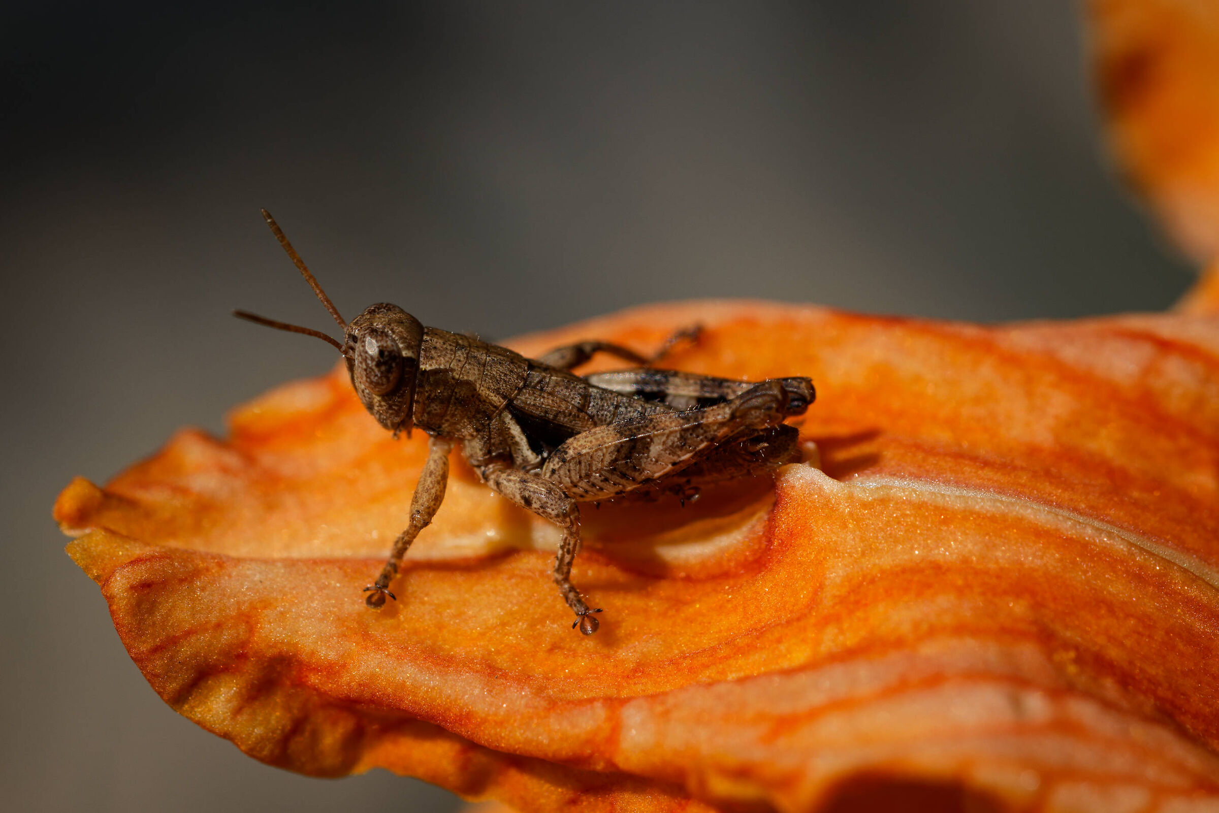 grasshopper without tripod