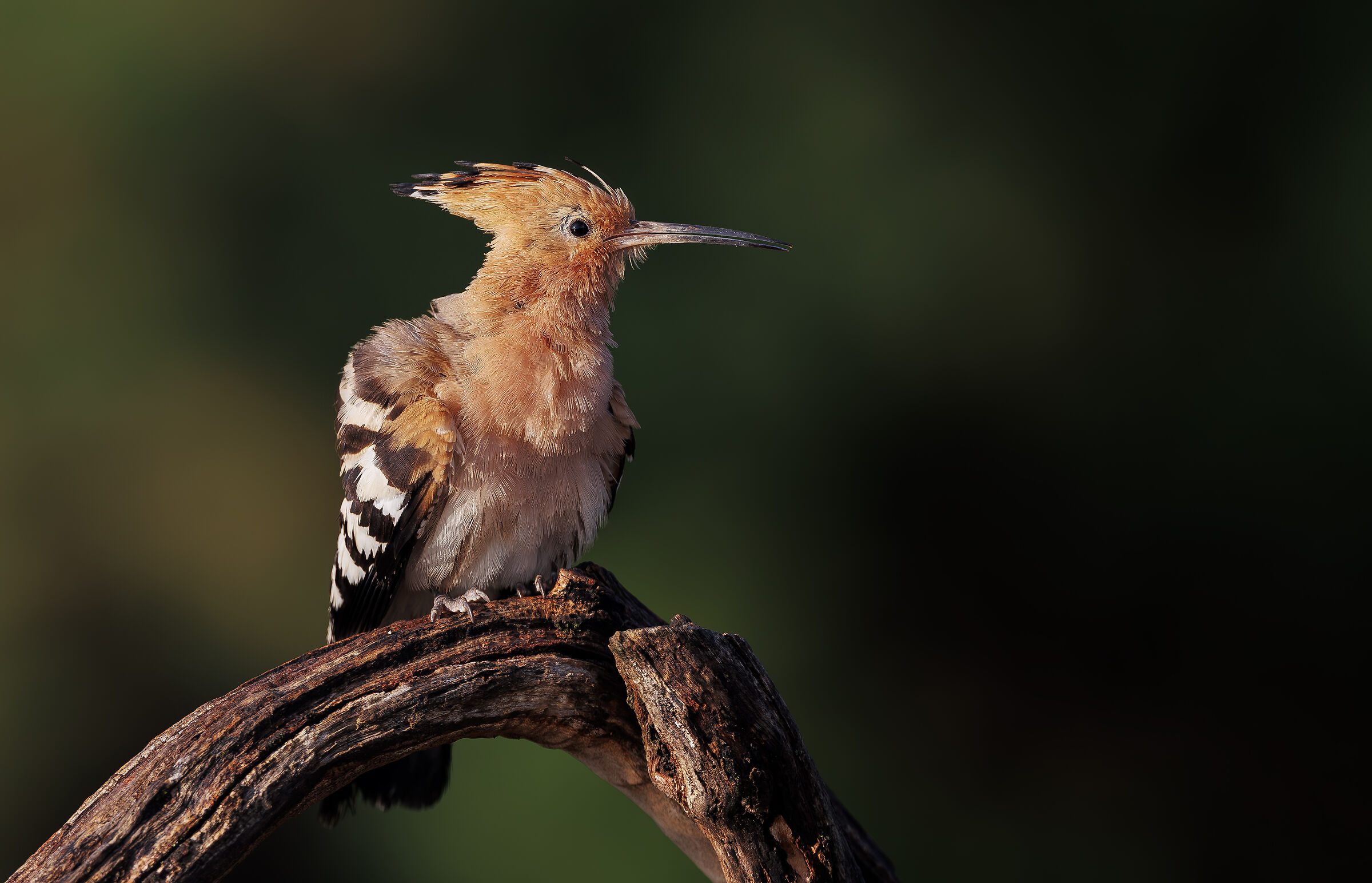 HOOPOE