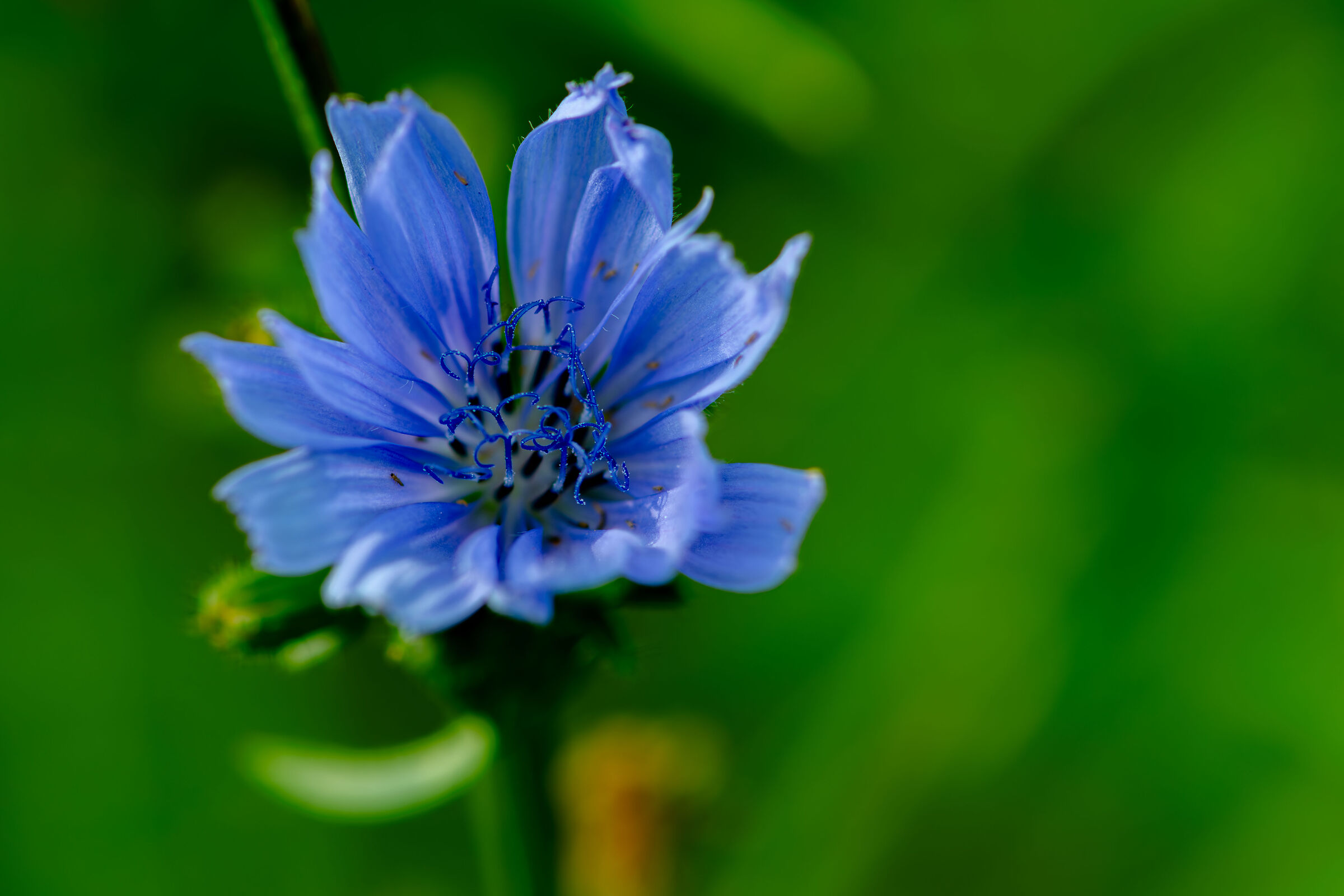 Fiore di cicoria selvatica