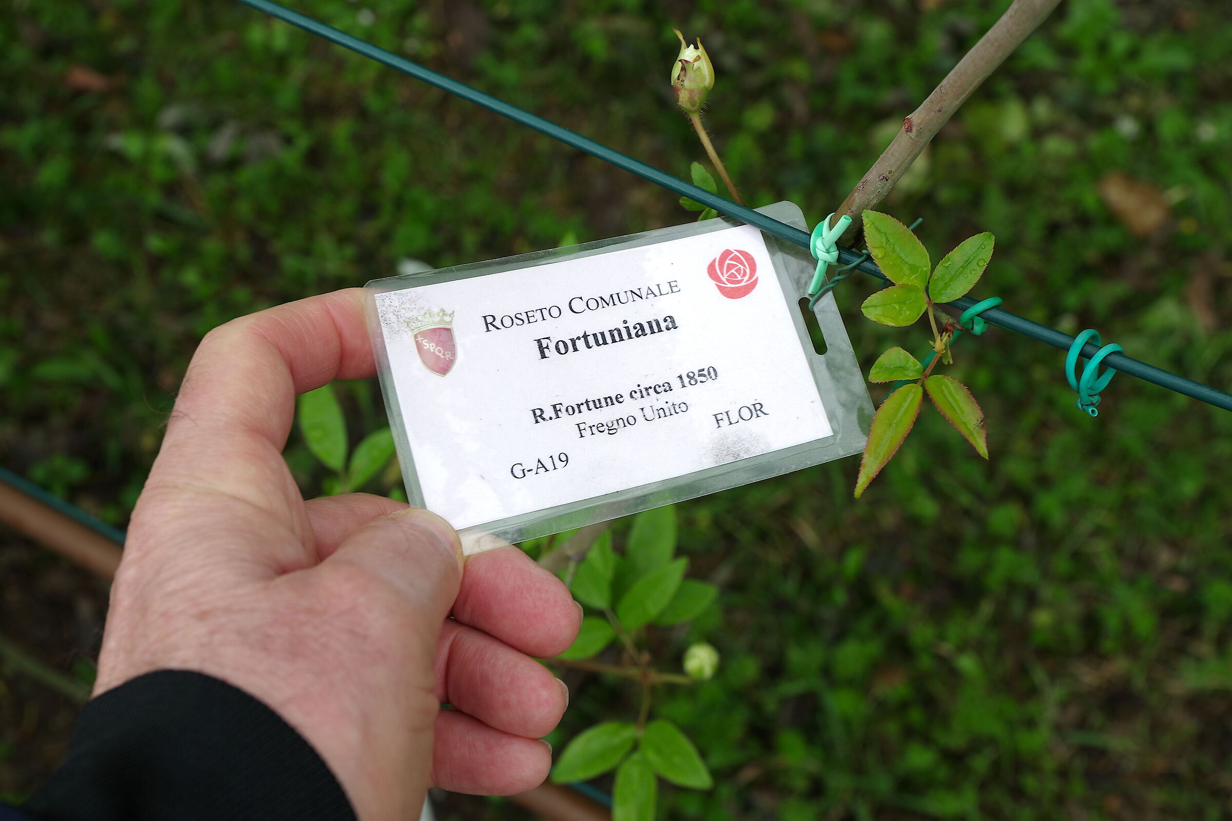 a new kingdom at the municipal rose garden of Rome