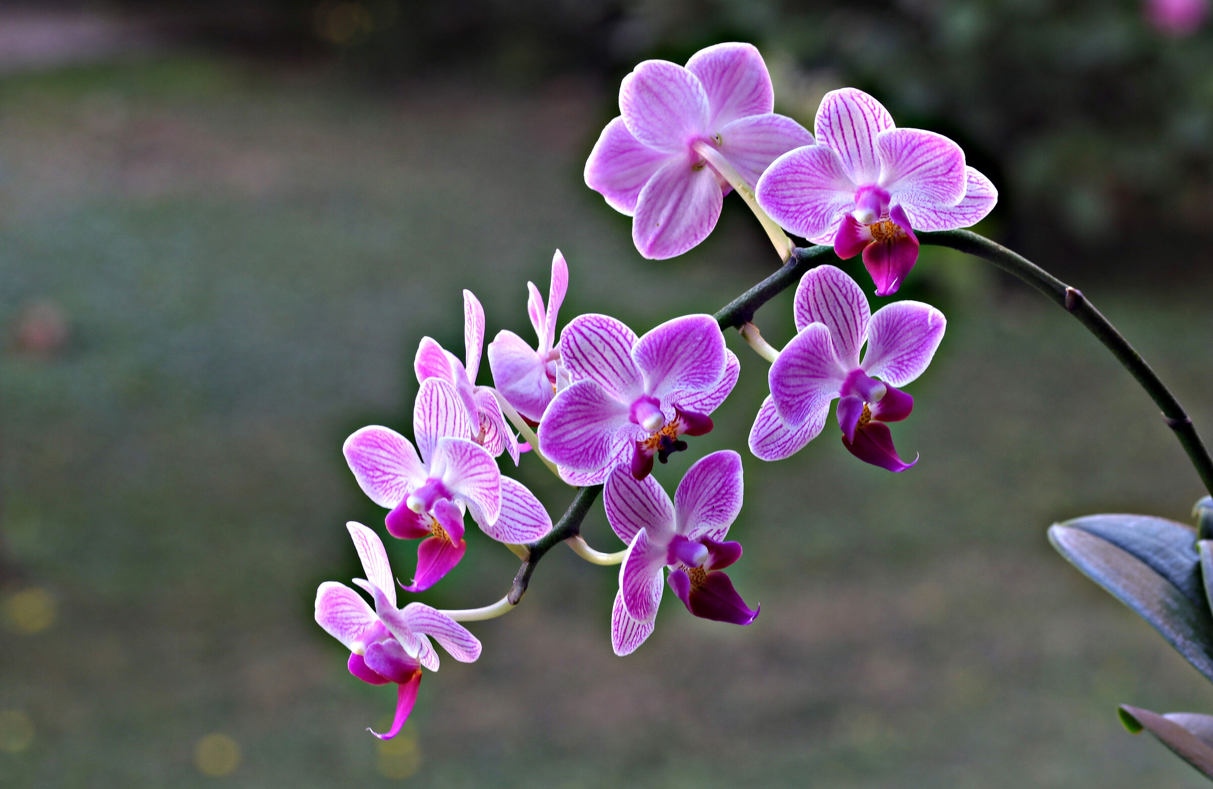 Orchid phalaenopsis