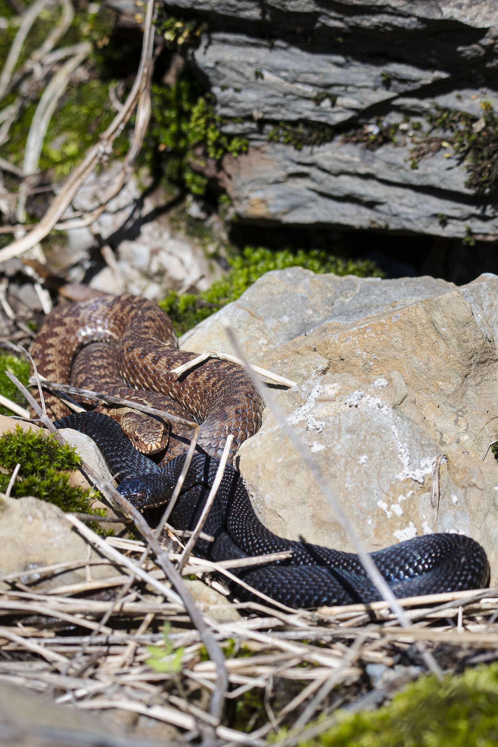 Marassi (vipera berus)