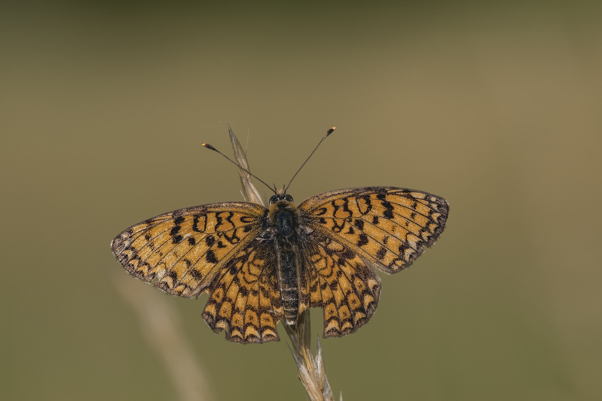 Melitaea phoebe (con vita vissuta...)