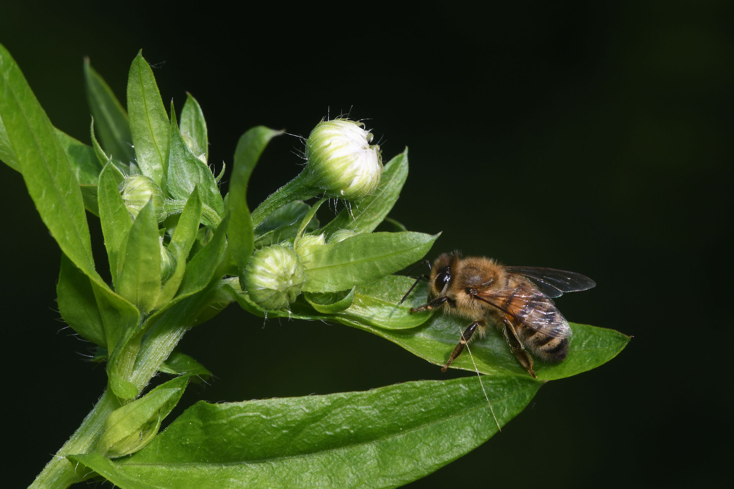 Apis mellifera