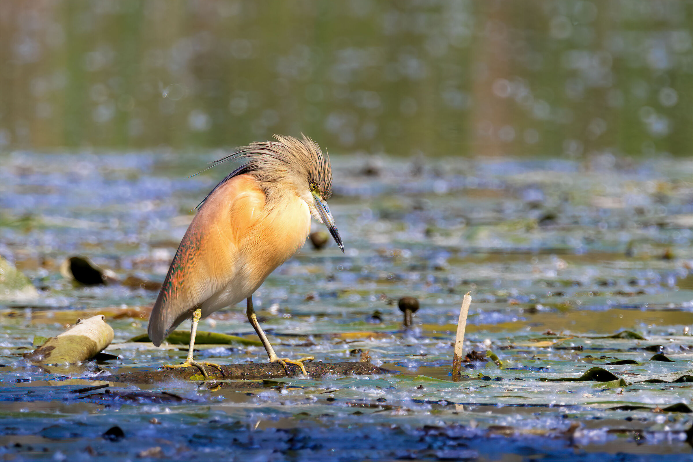 Squacco heron