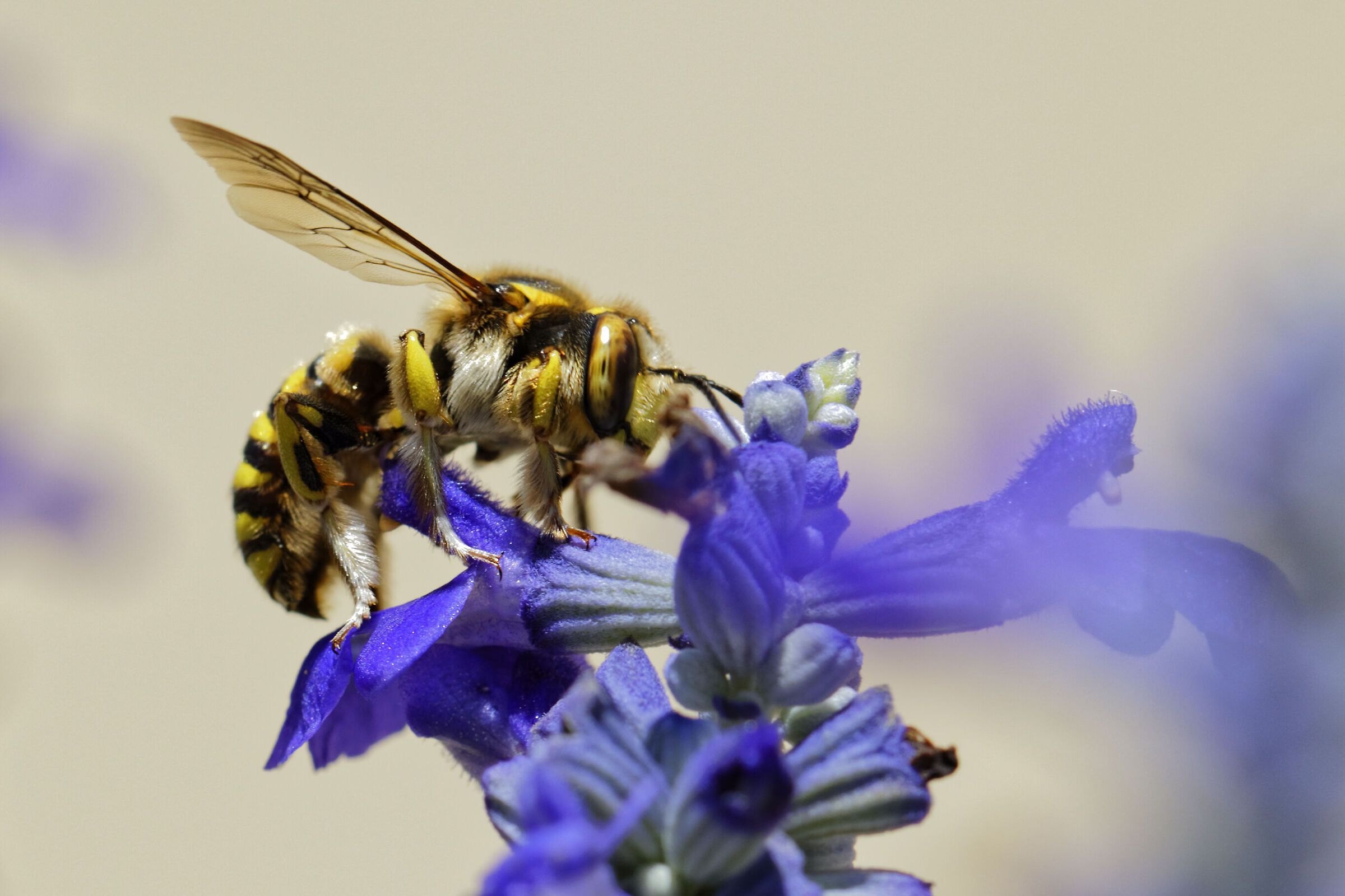 Bzzzzz