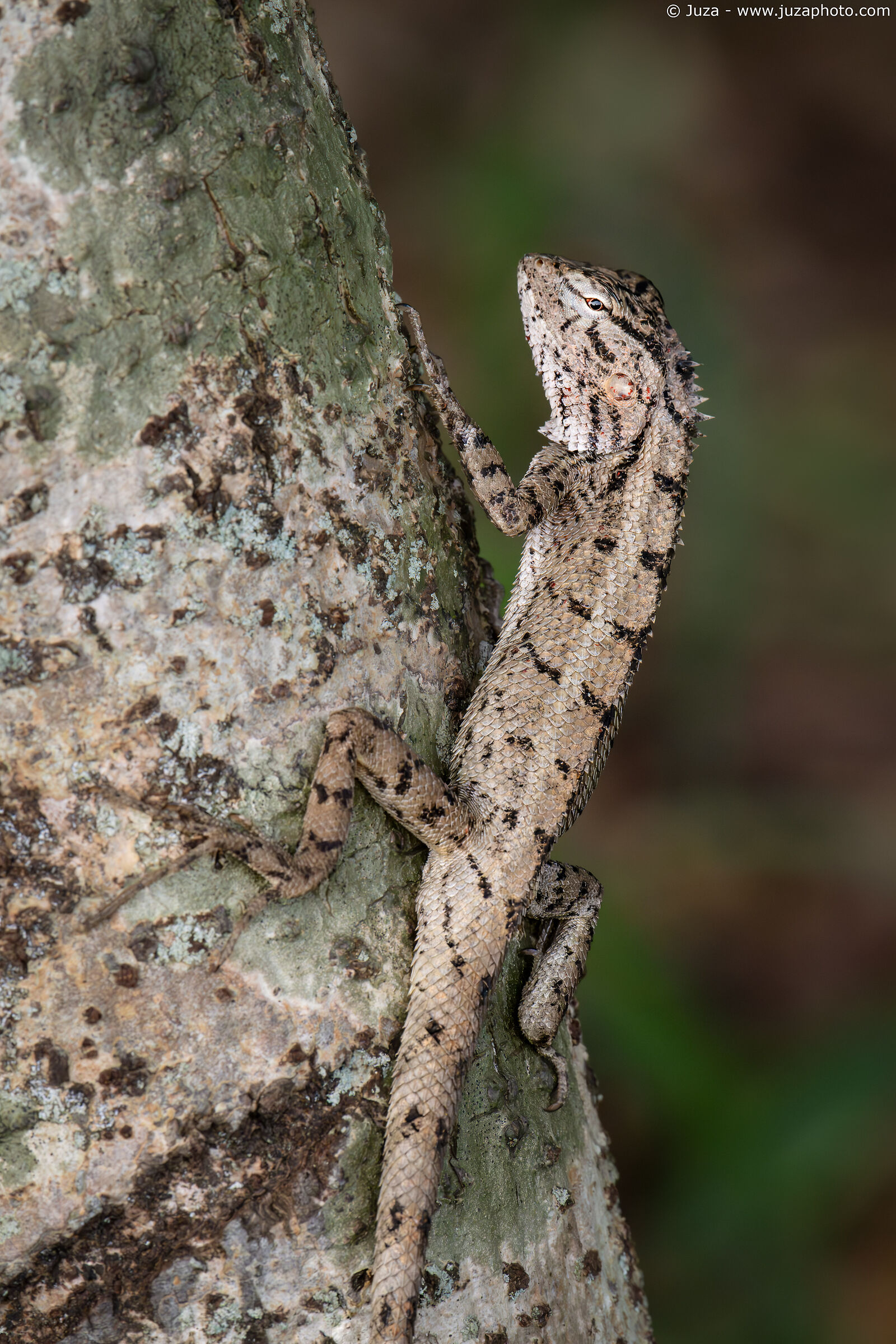 Calotes versicolor