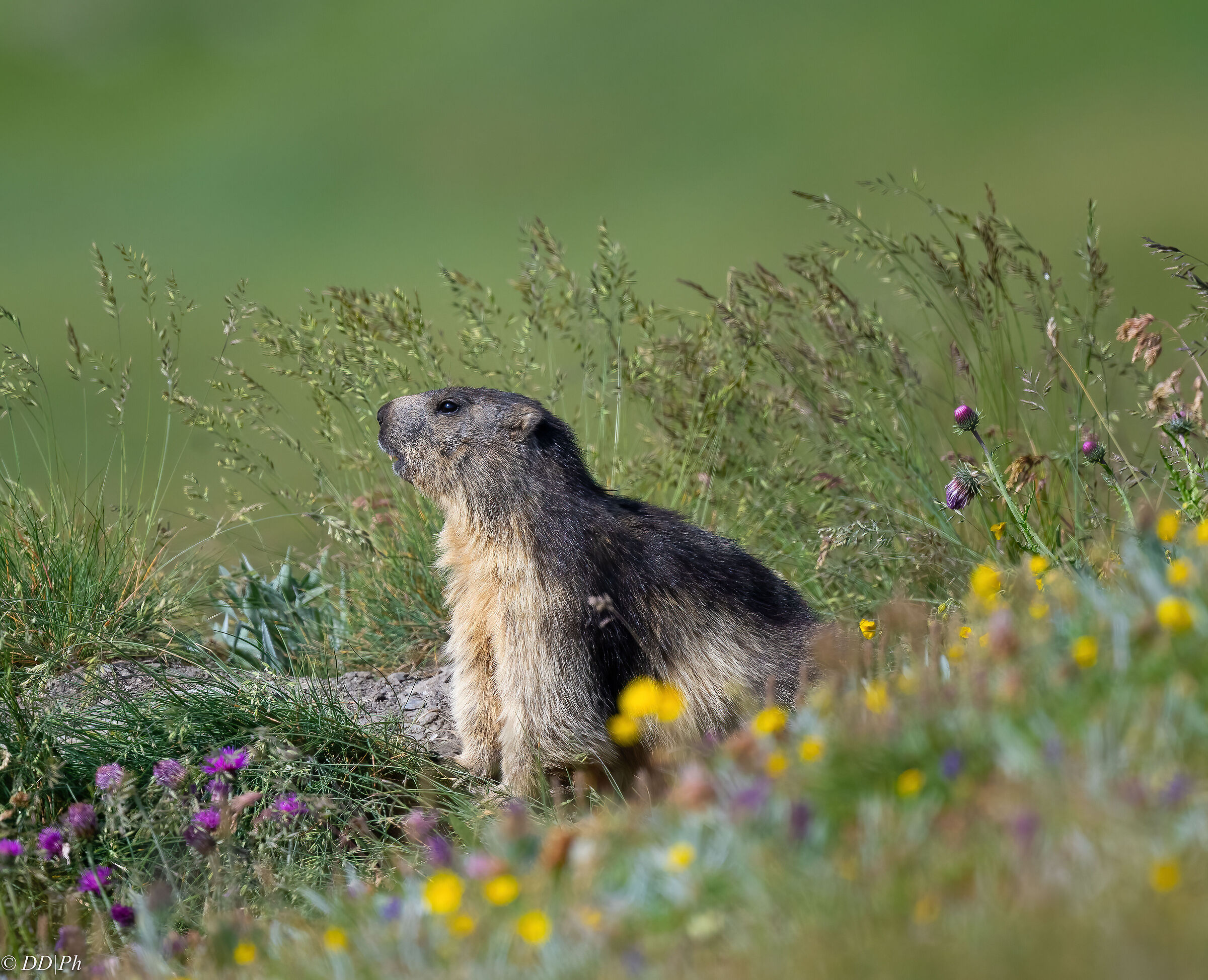 Marmot