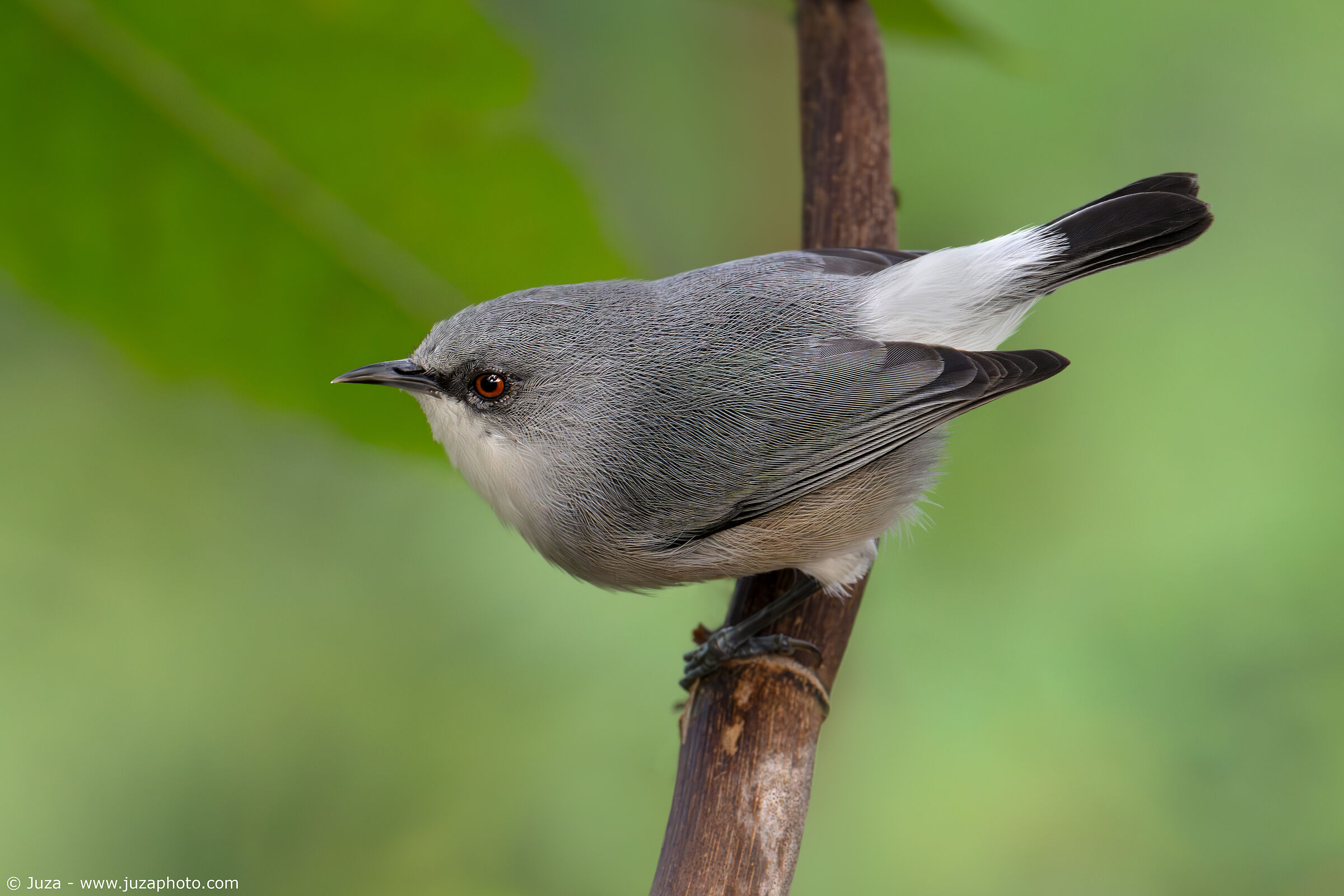 Mauritius Grey White-Eye (Zosterops mauritianus)