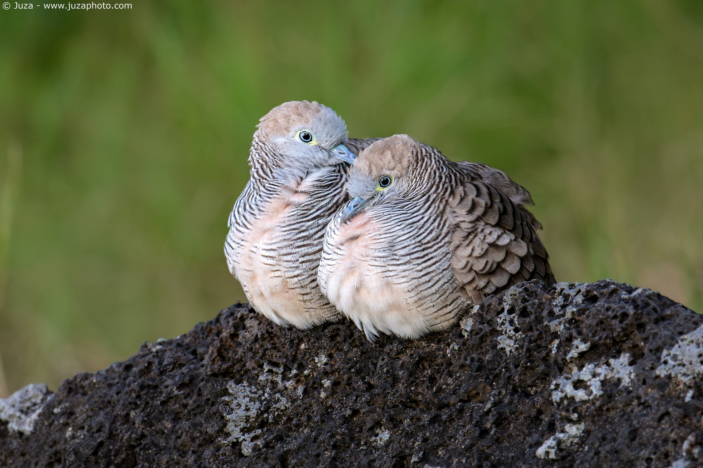 Zebra Dove (Geopelia striata)