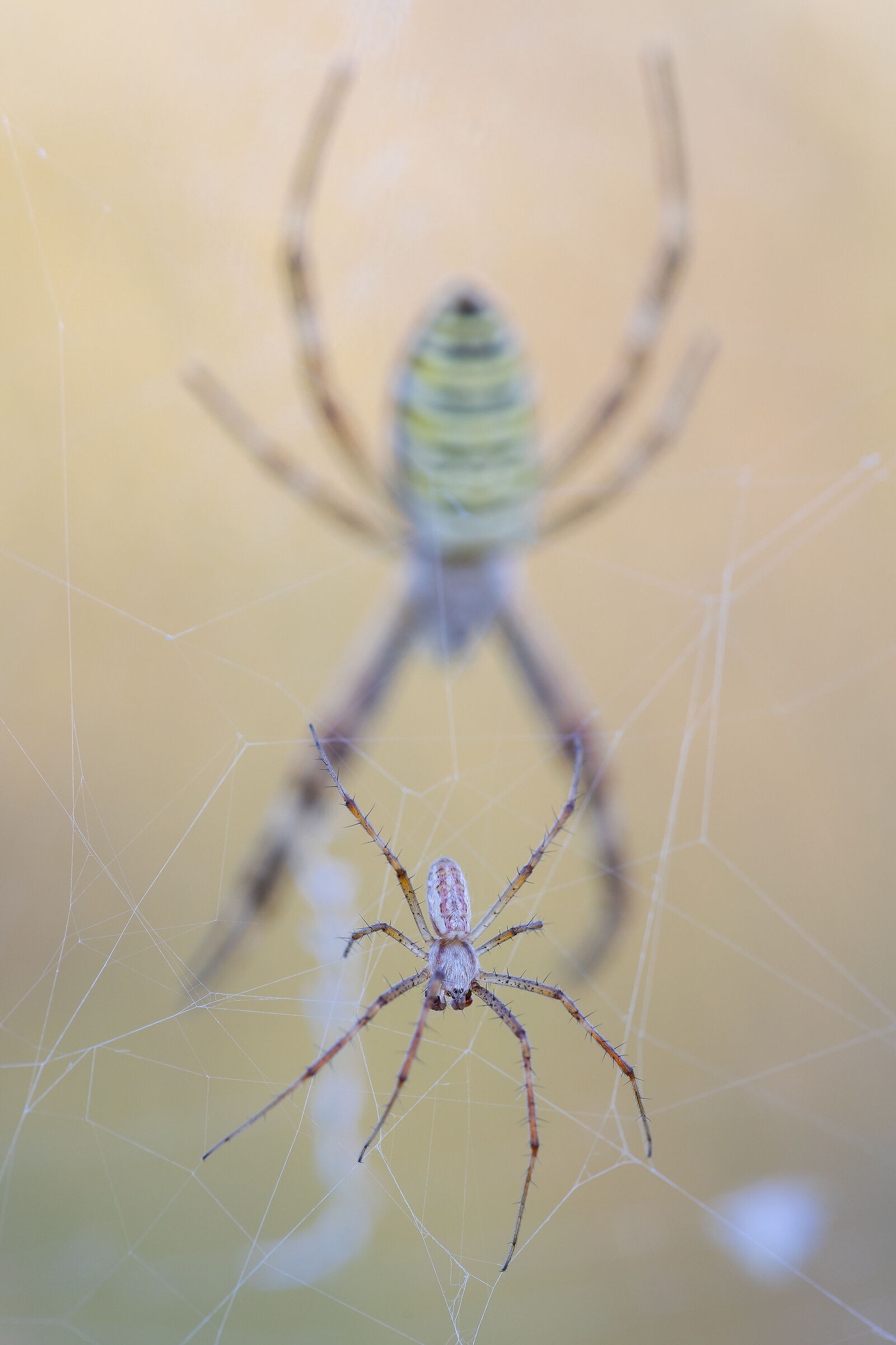 Argiope bruennichi - Maschio e femmina