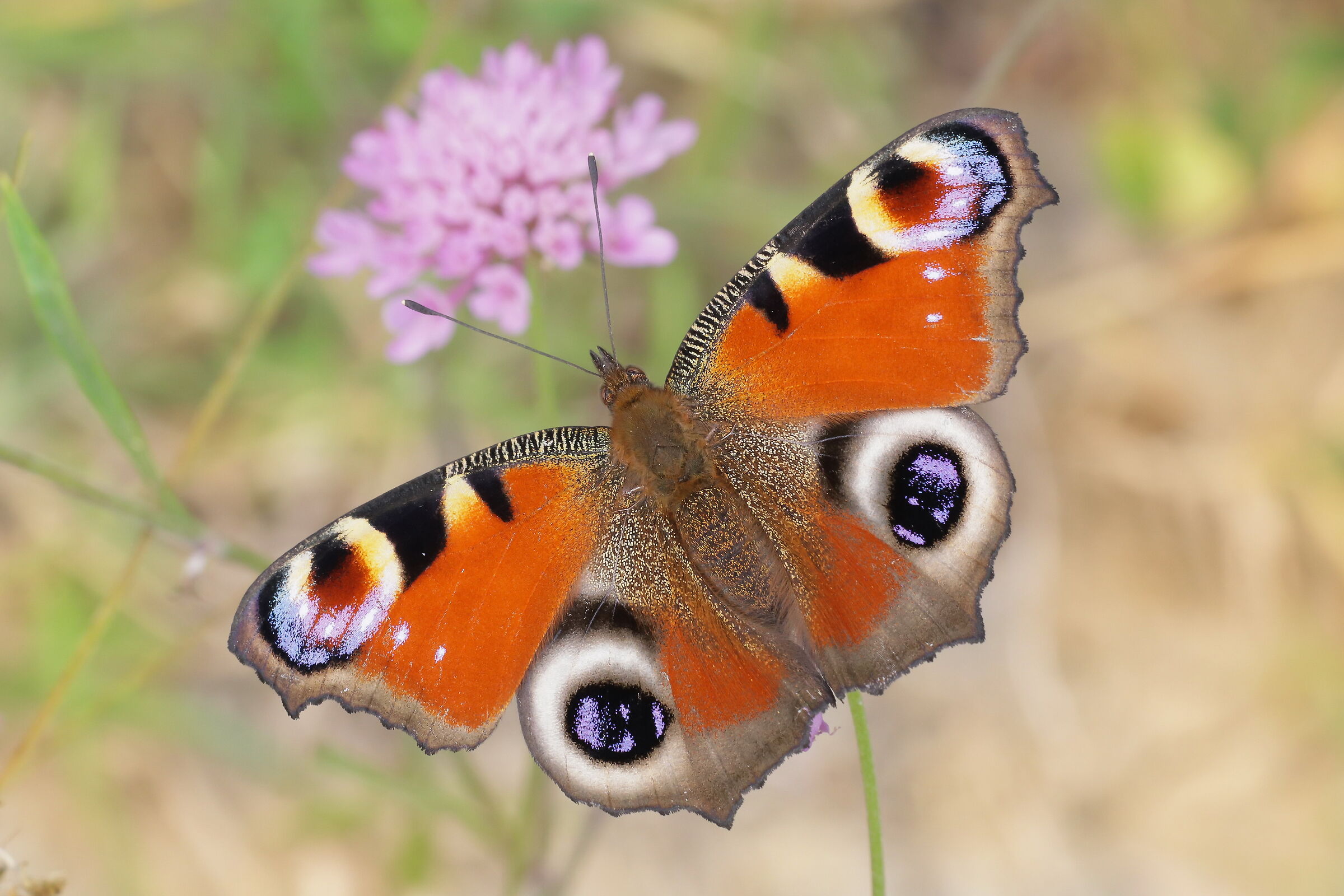 Aglais io (Peacock's eye)