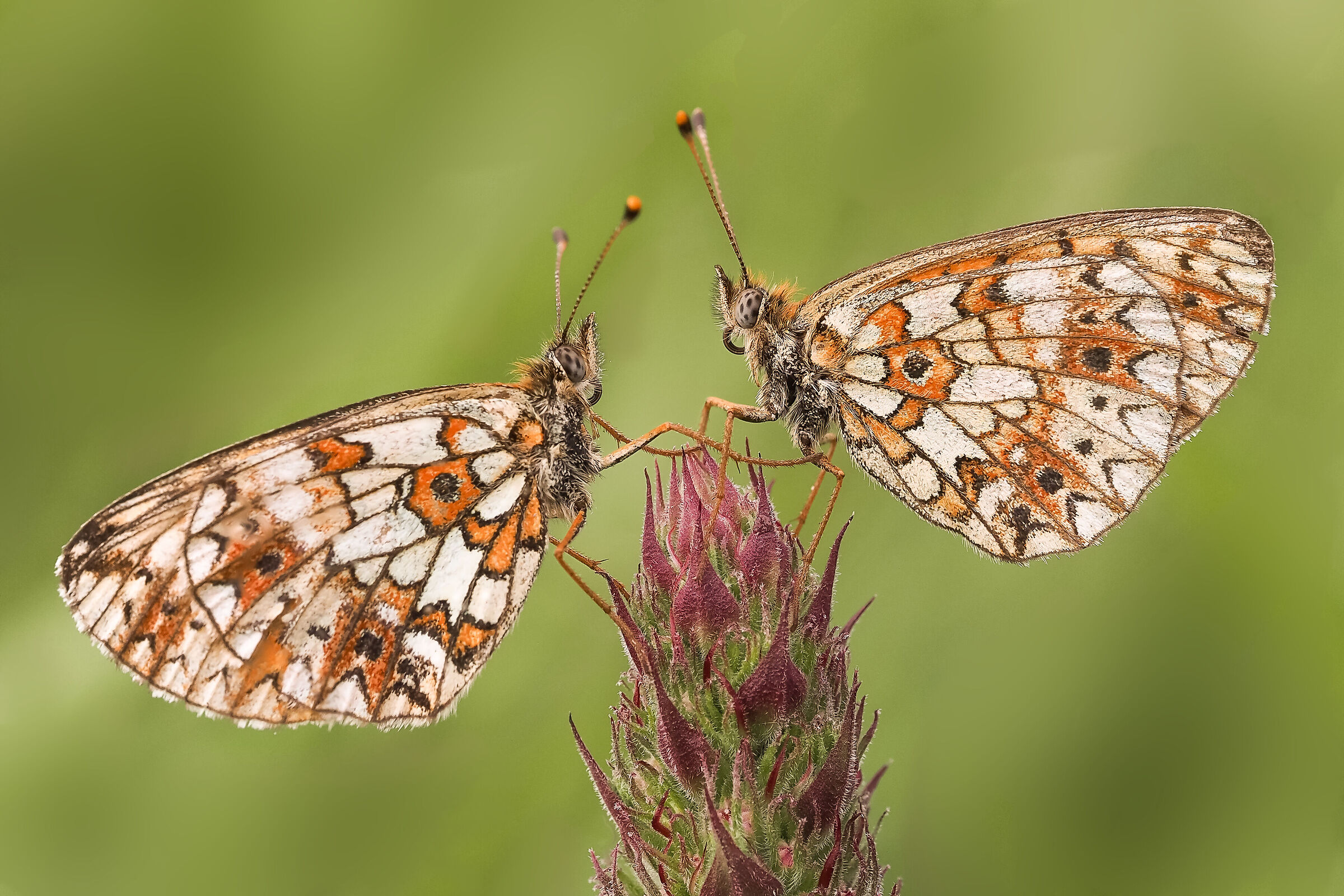 Small pearl-bordered fritillary