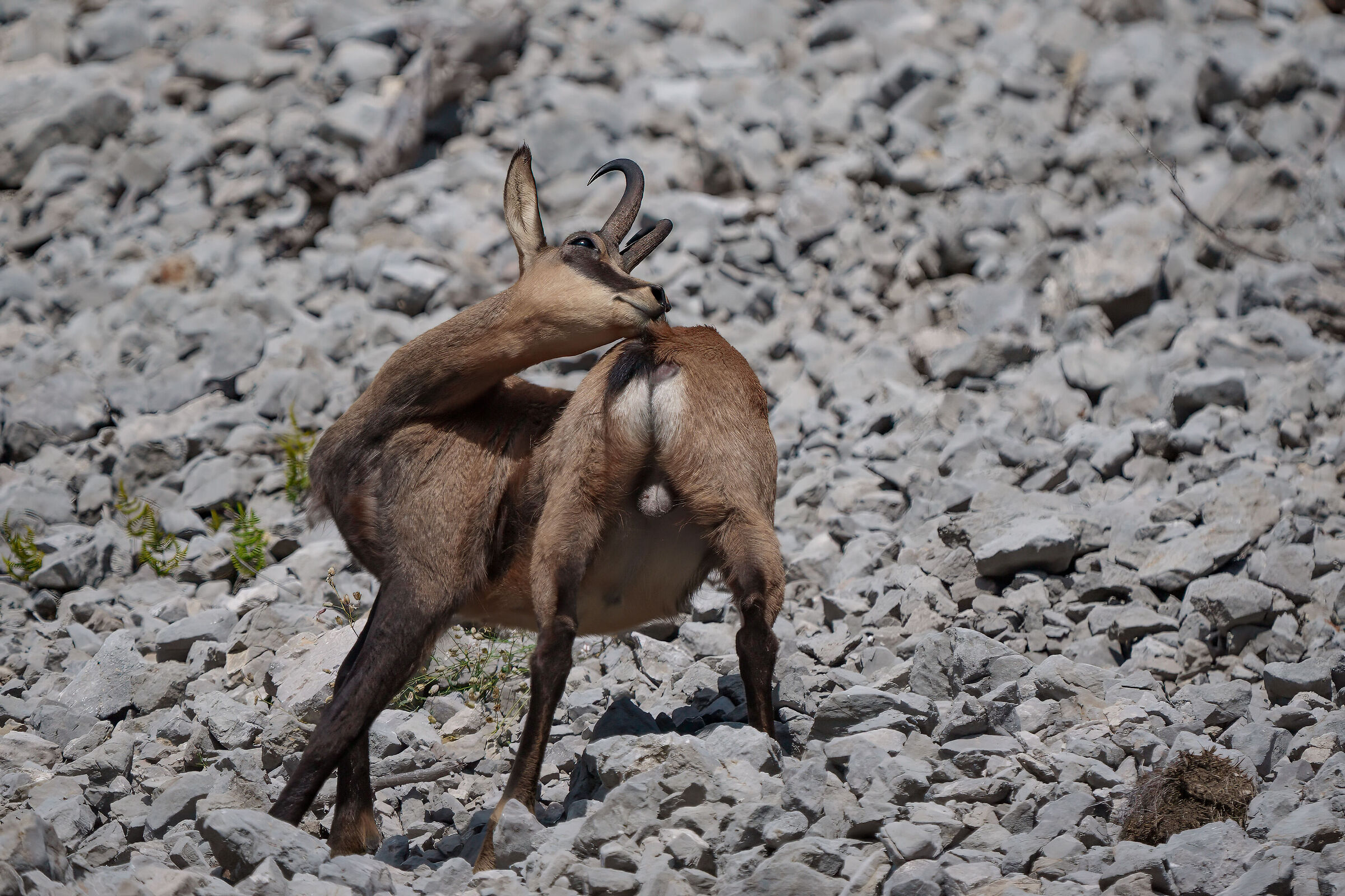 Contortionist male chamois