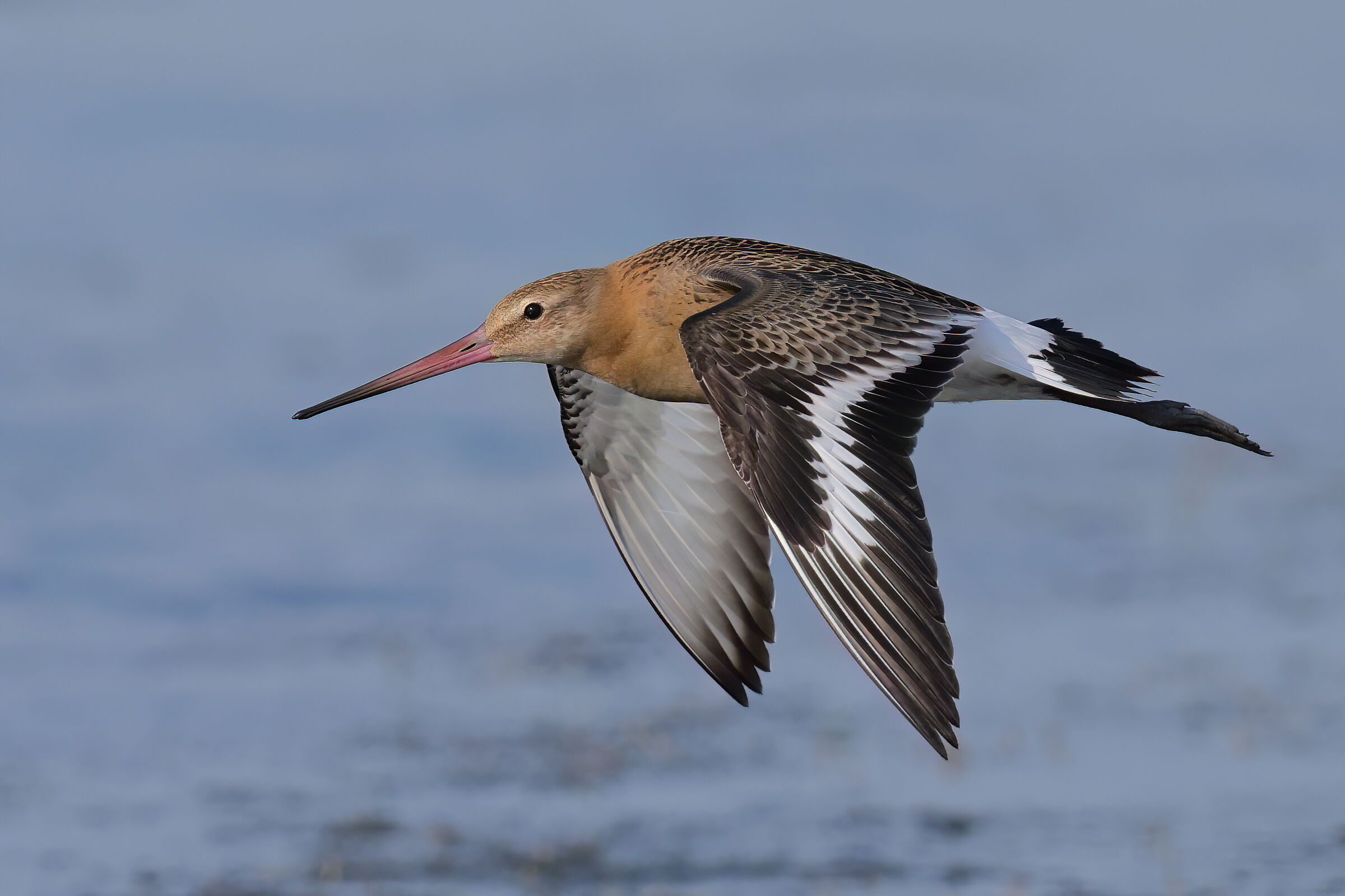 Black-tailed godwit