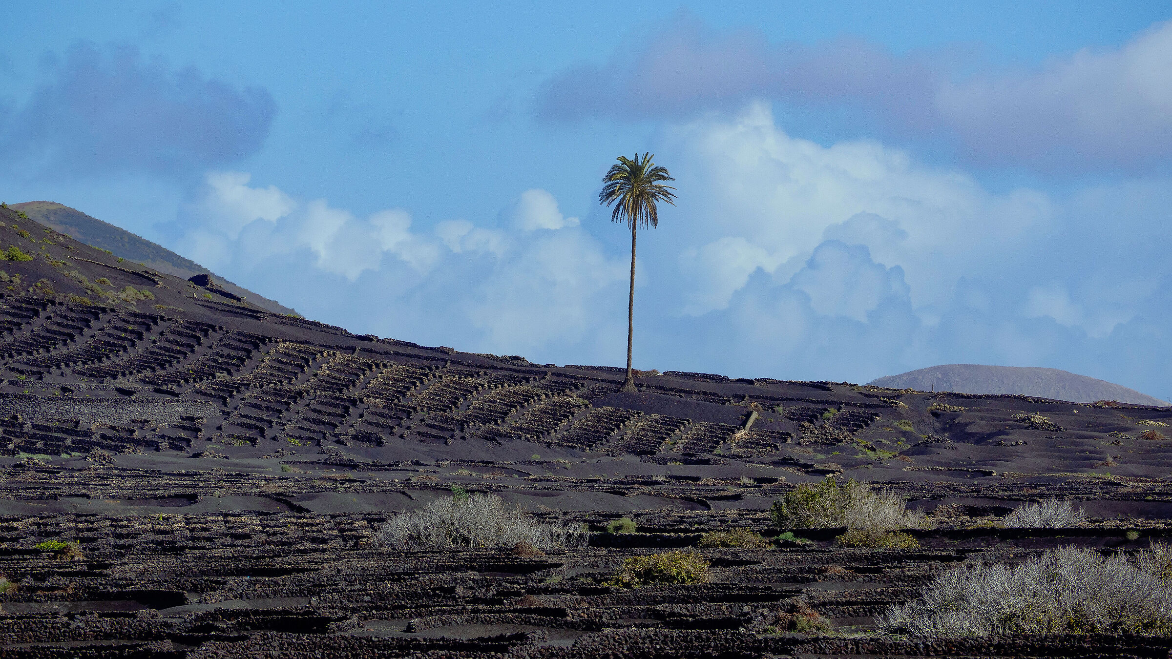 Palm tree in the vineyards of Lanzarote