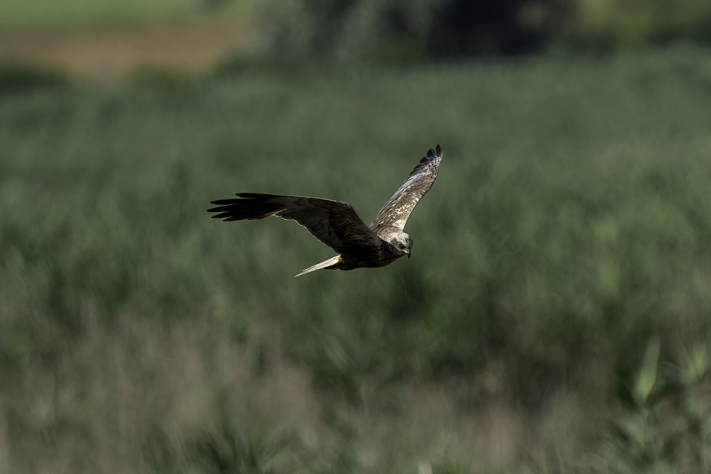 Colfiorito Palude