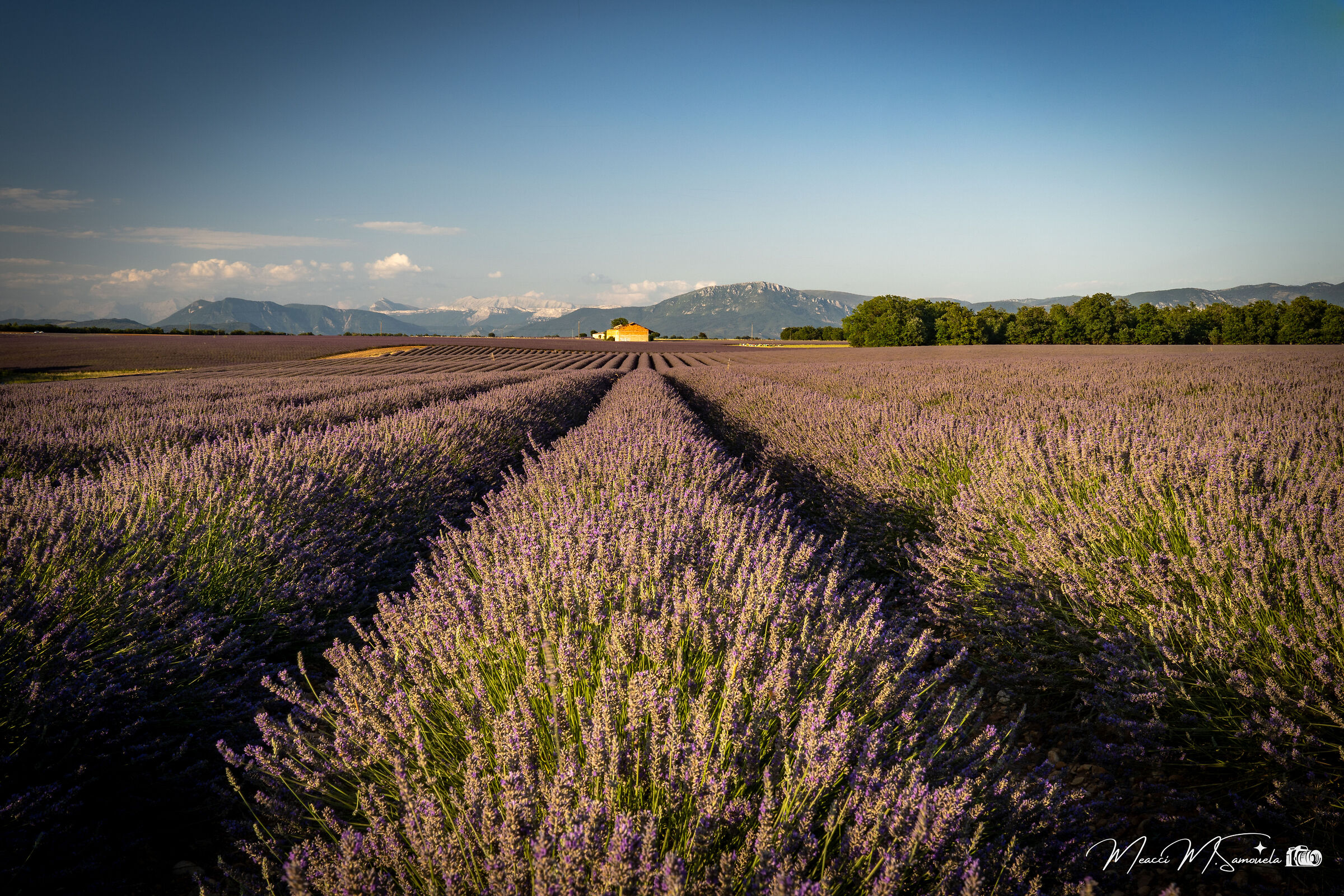 Expanses of Lavender