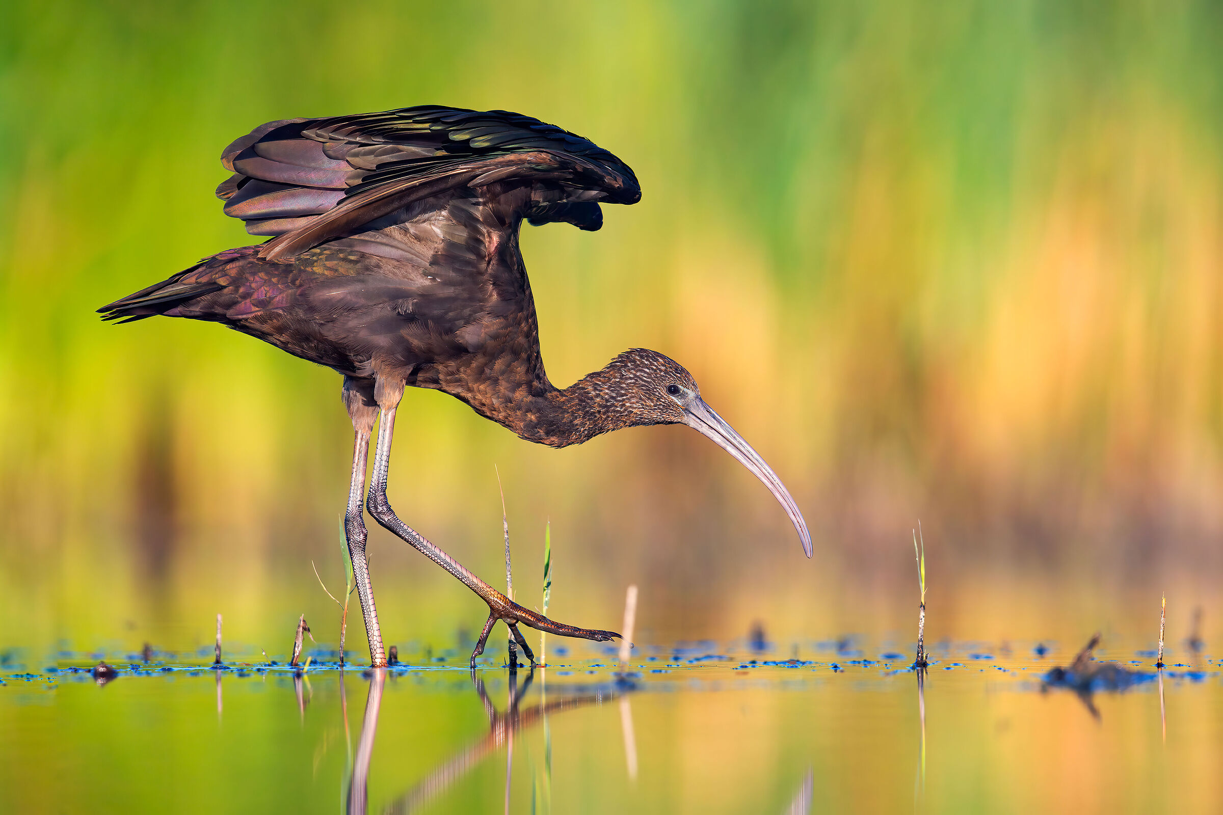 Glossy Juv