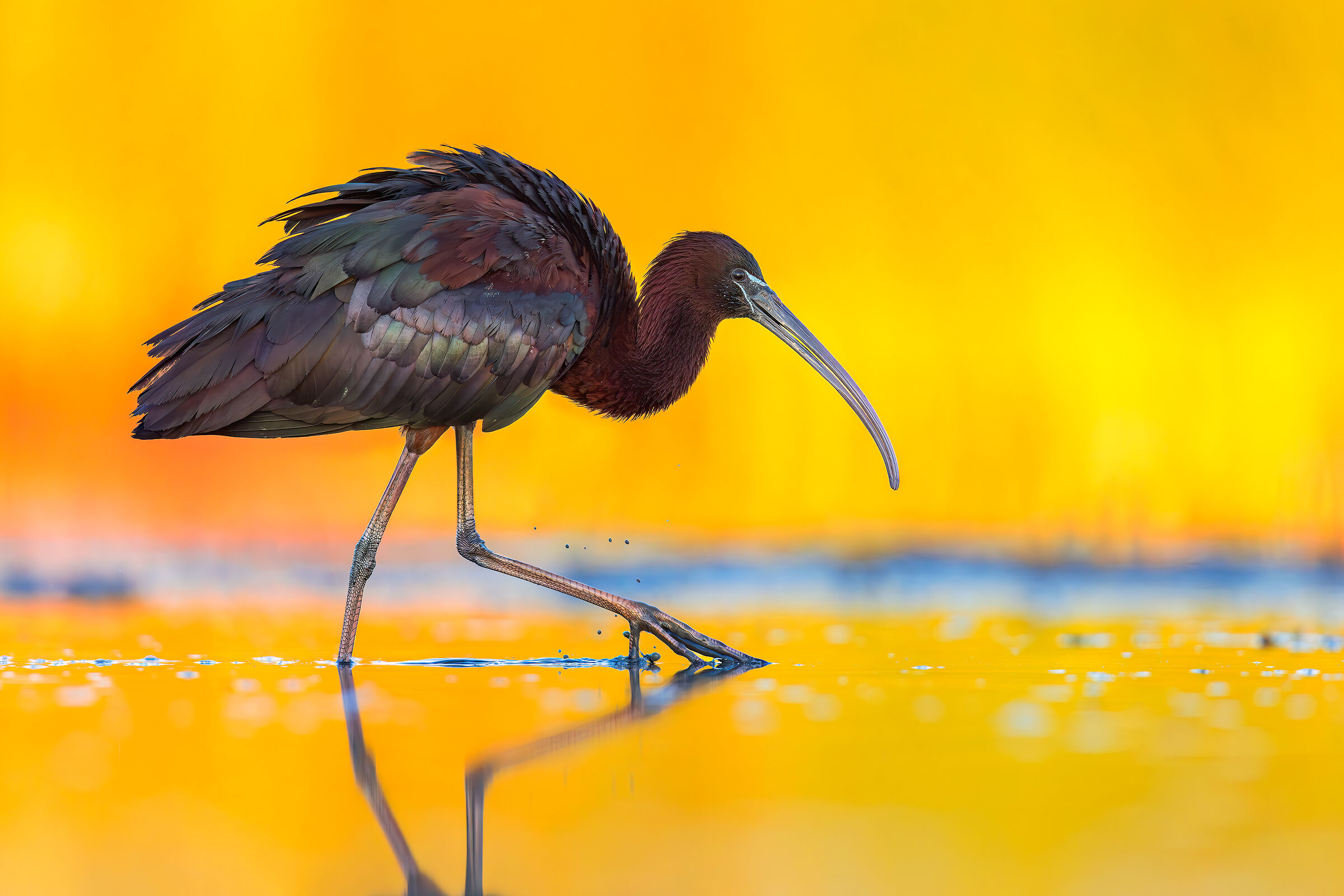Glossy ibis