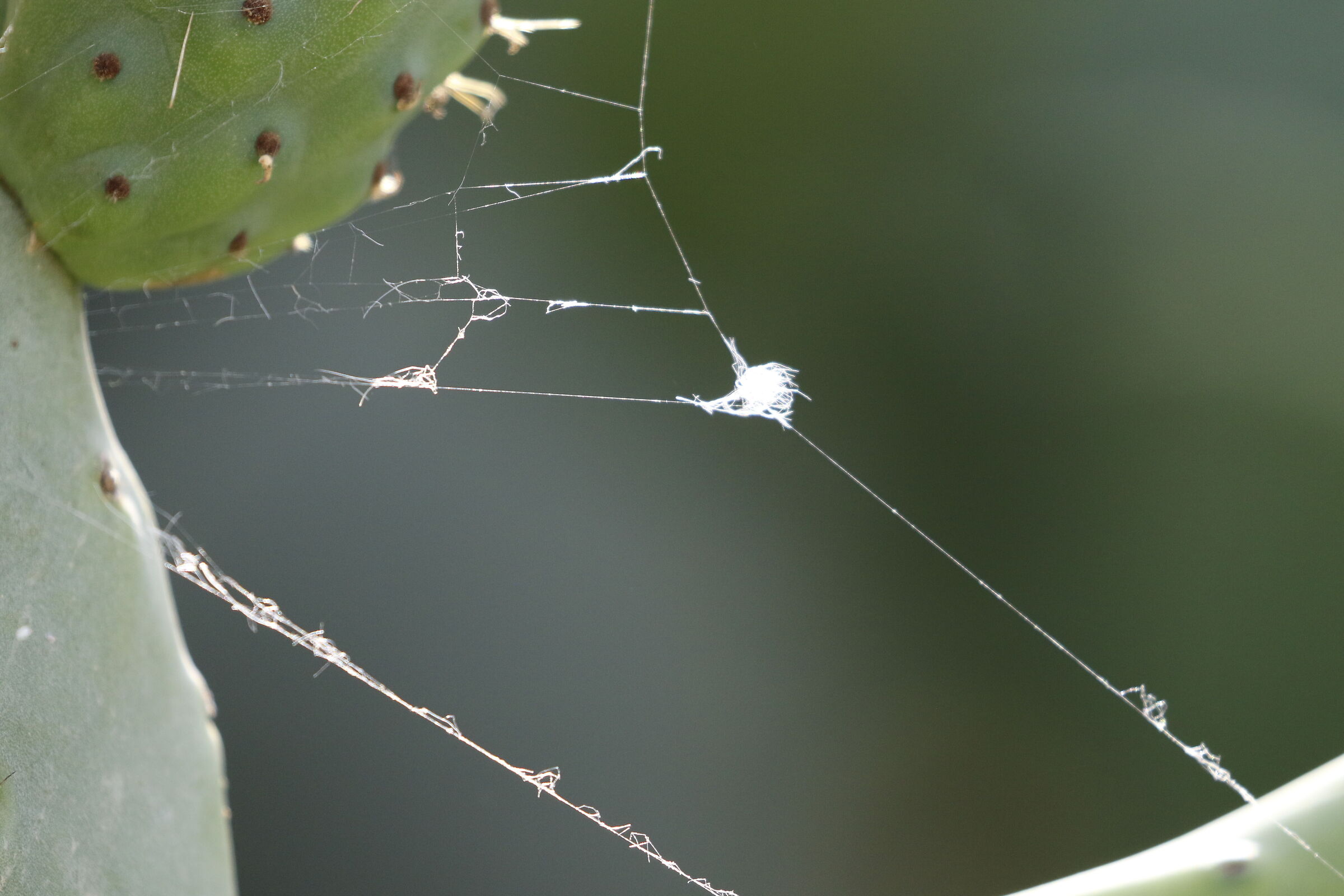 " Crop 6 Cento 40 ", Canon 100- 400 L II, 7 D II