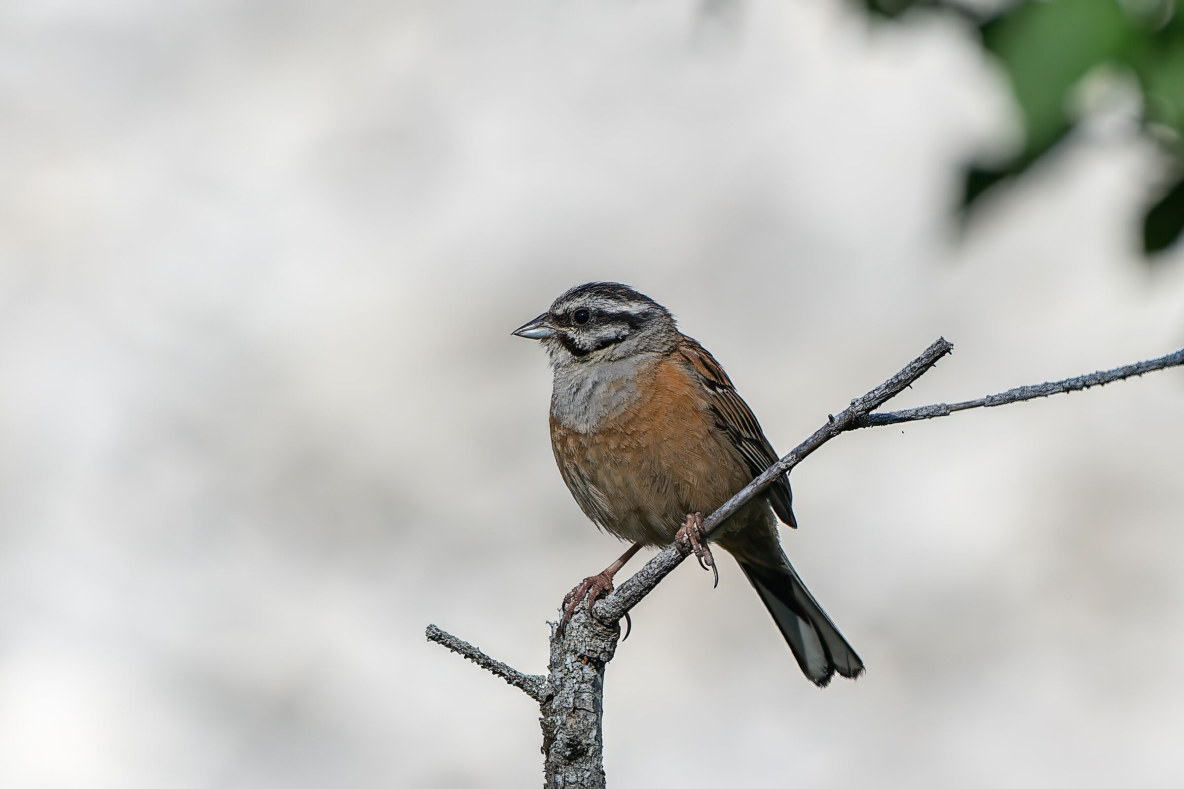 Muciatto bunting