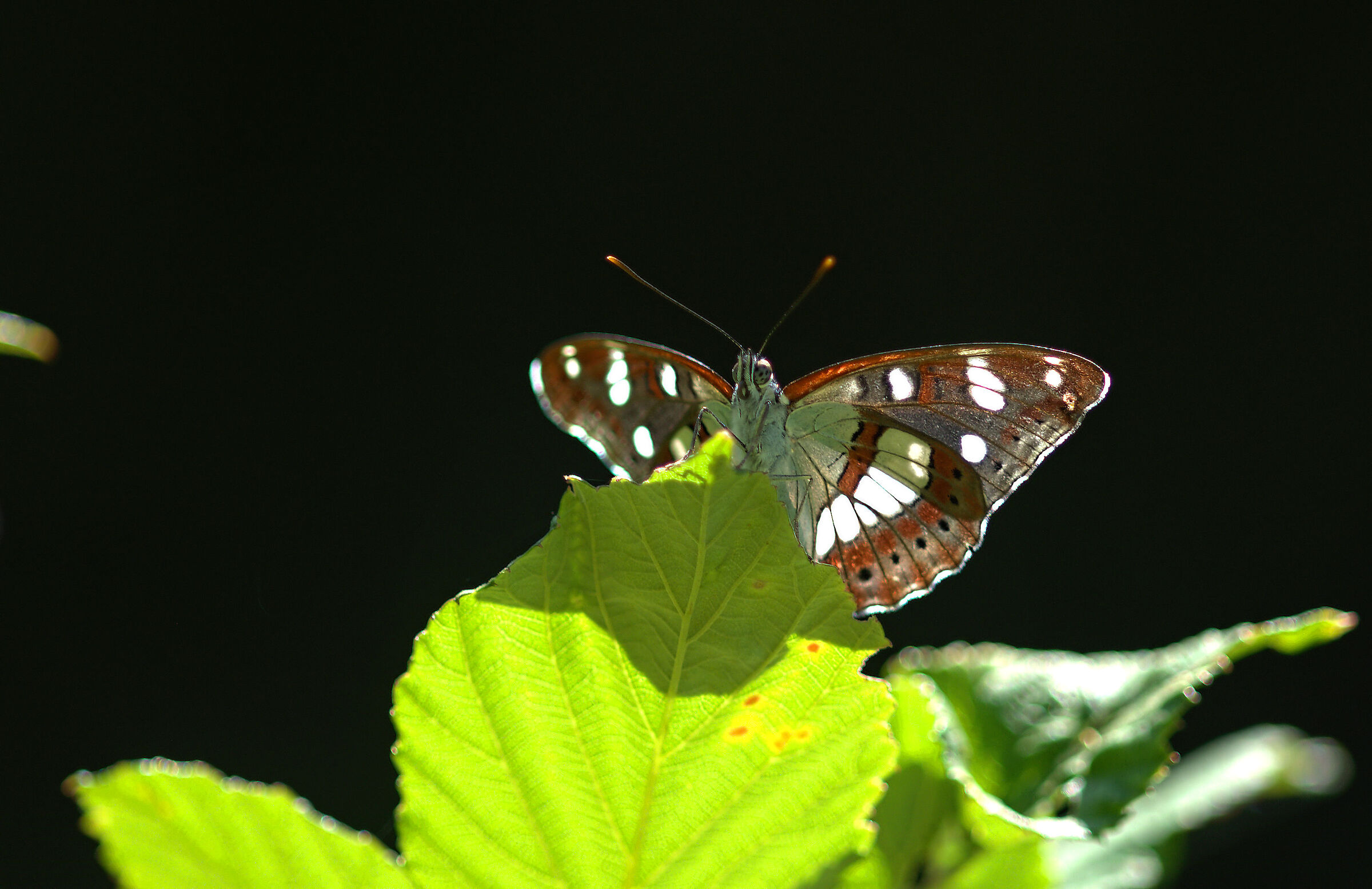 Limenitis reducta