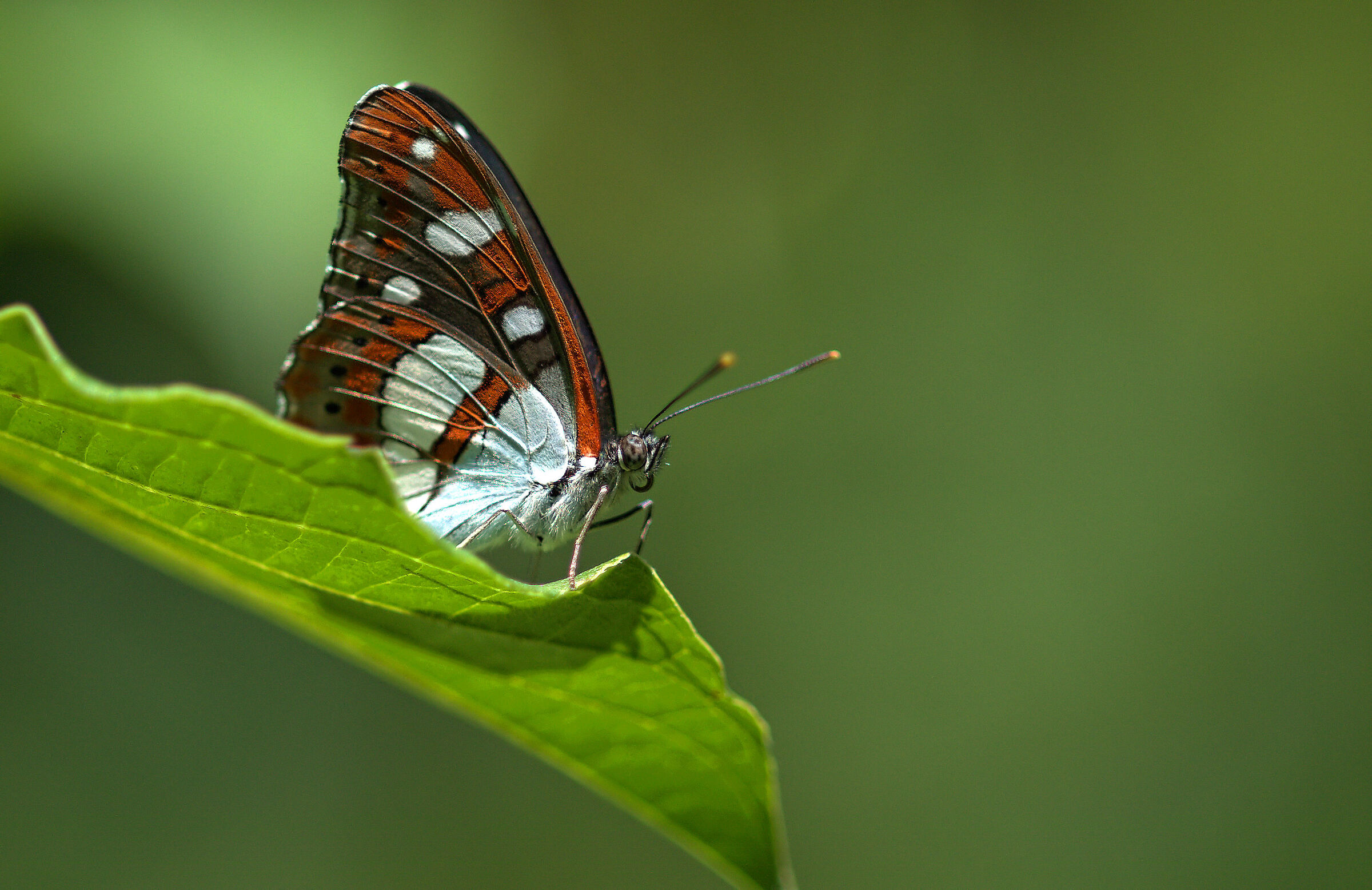 Limenitis reducta