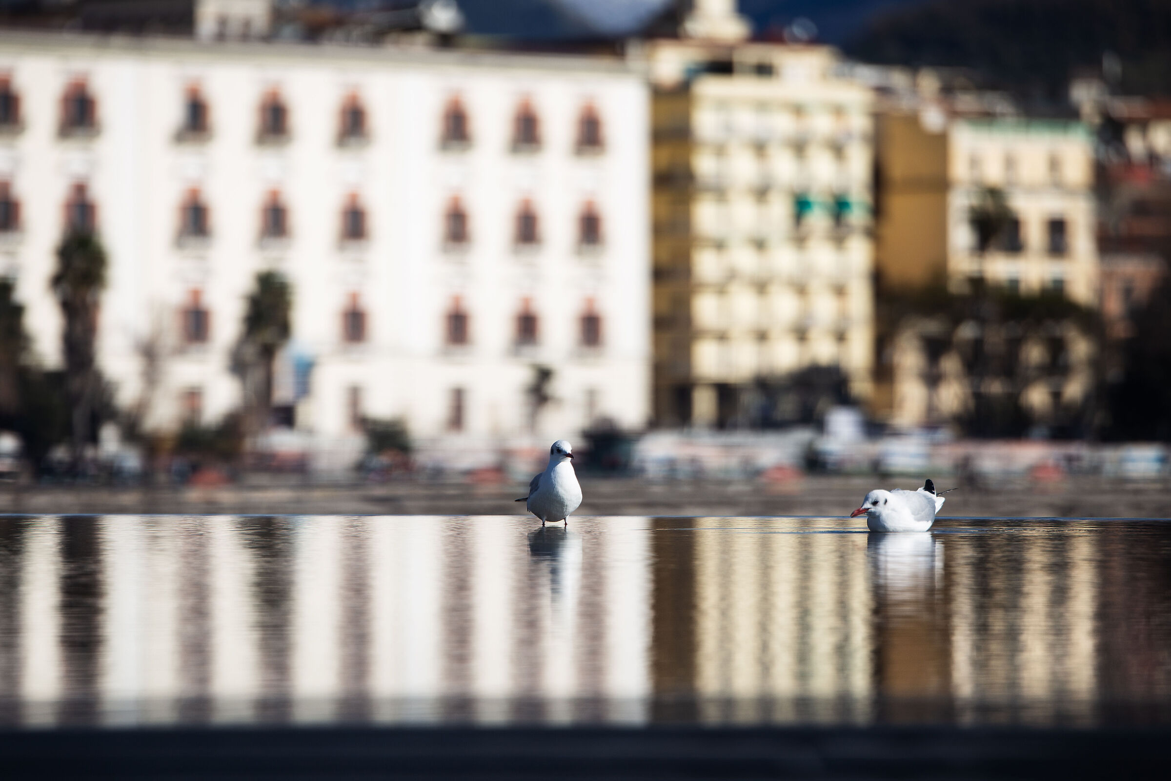 Seagull at liberty square